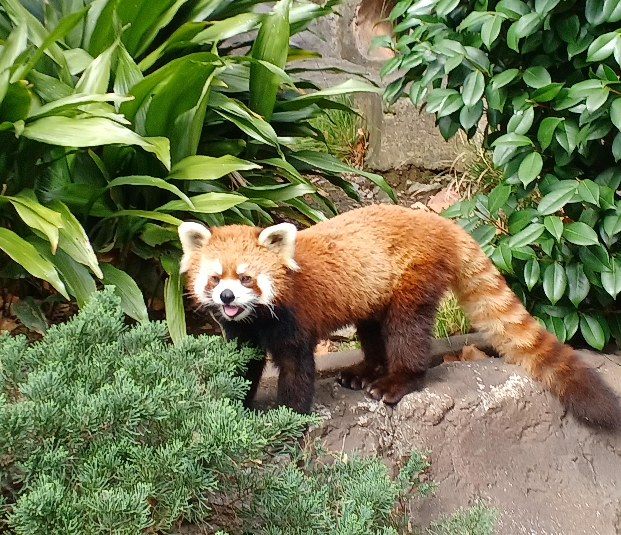 レッサーパンダ