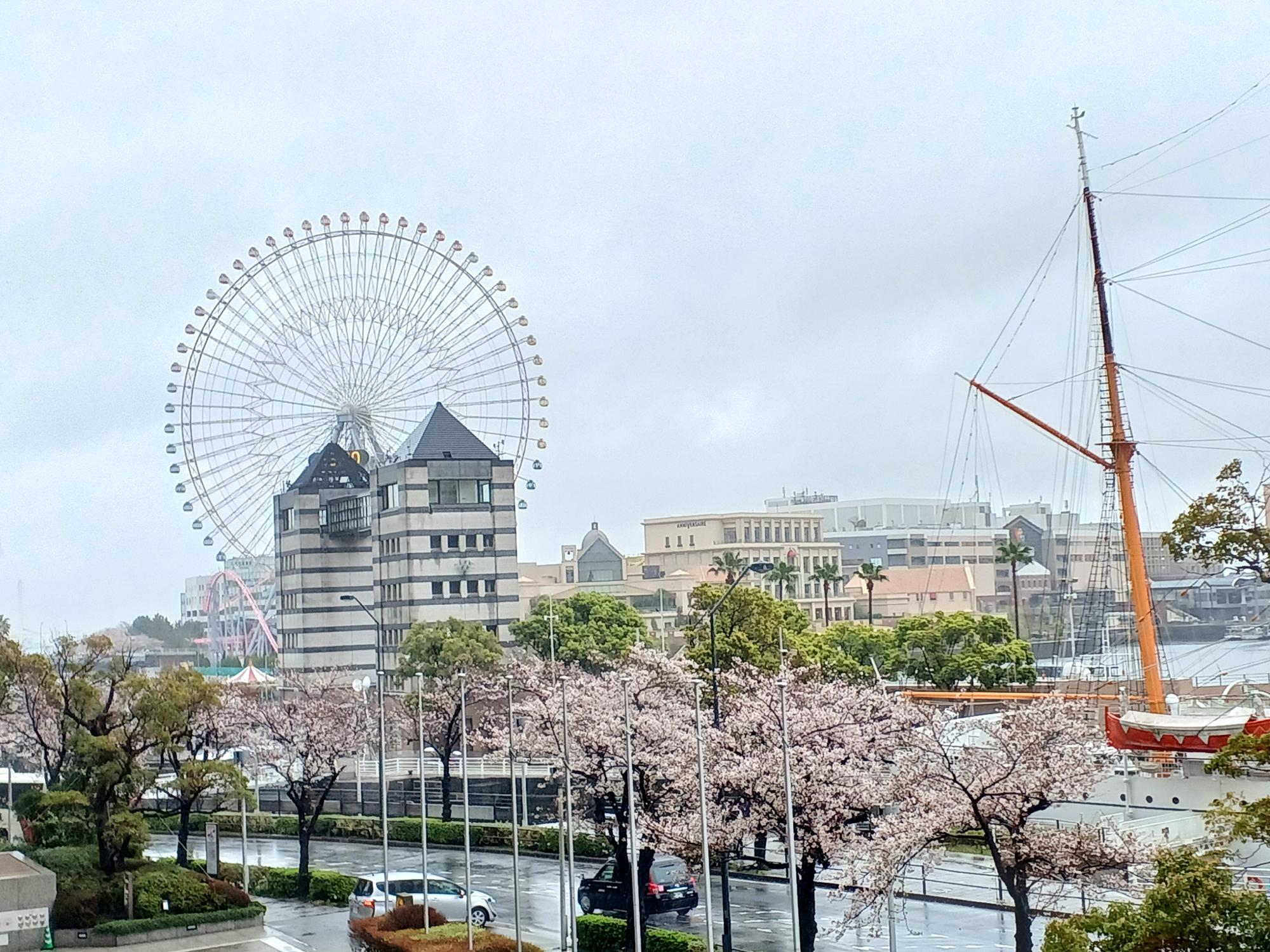 さくら通り、2023/3/26撮影
