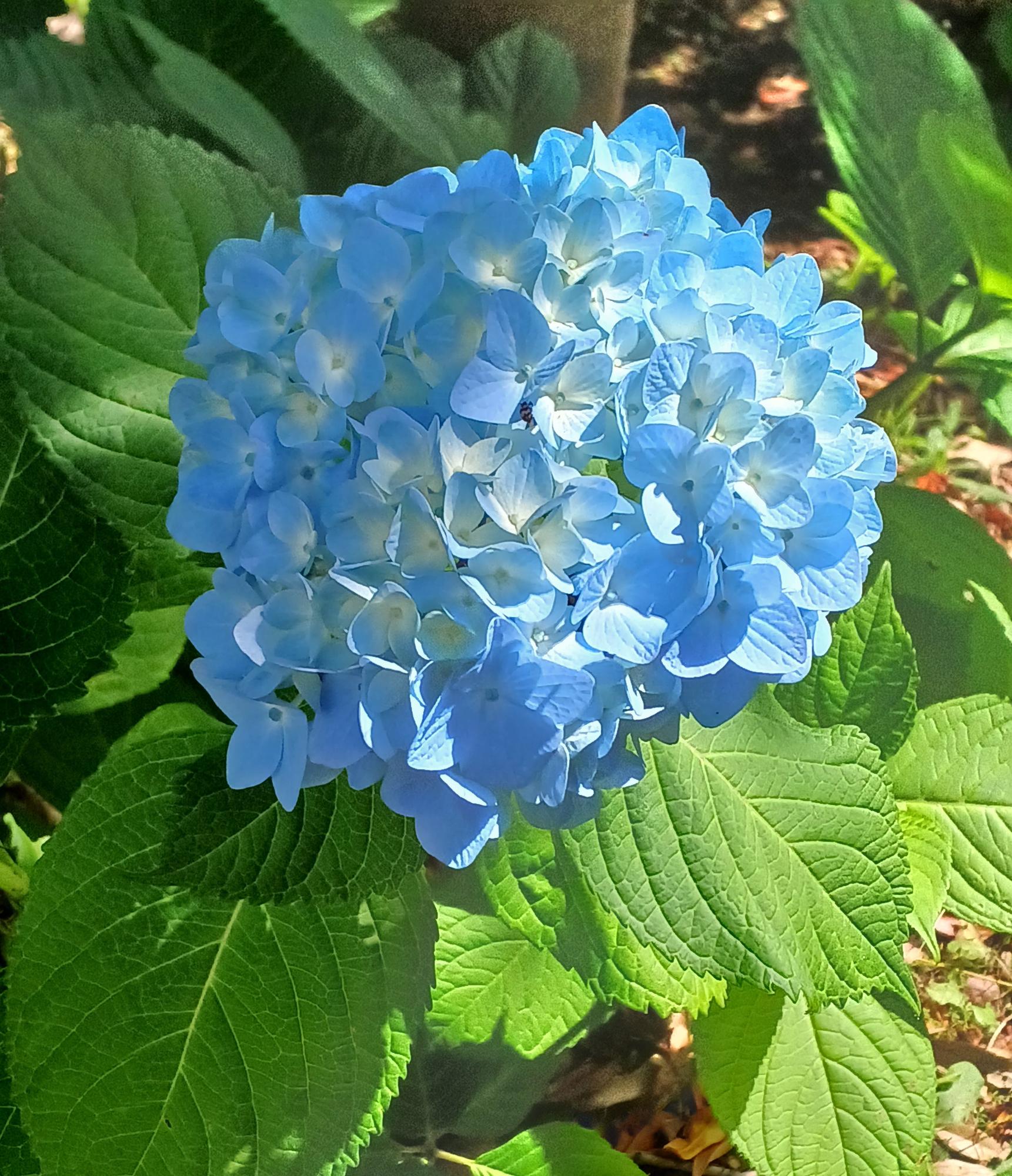 野毛山公園、2023/5/27撮影