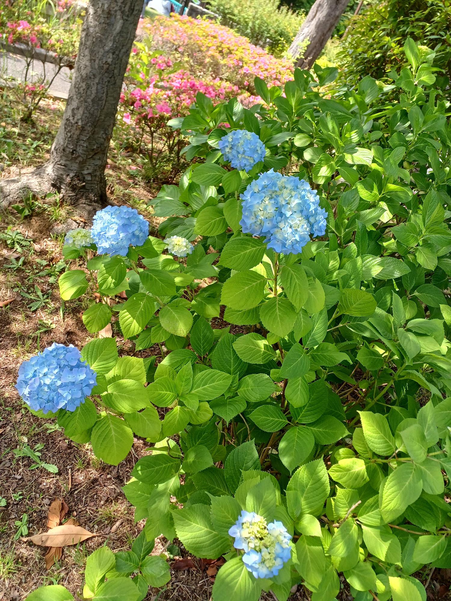 野毛山公園、2023/5/27撮影