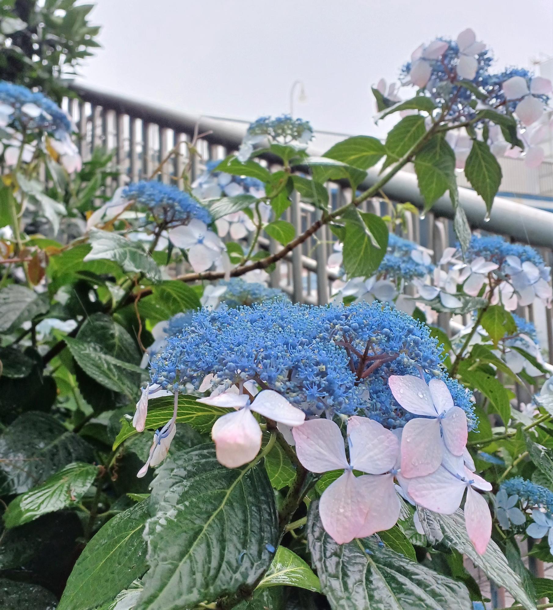 住吉橋付近、2023/6/3撮影