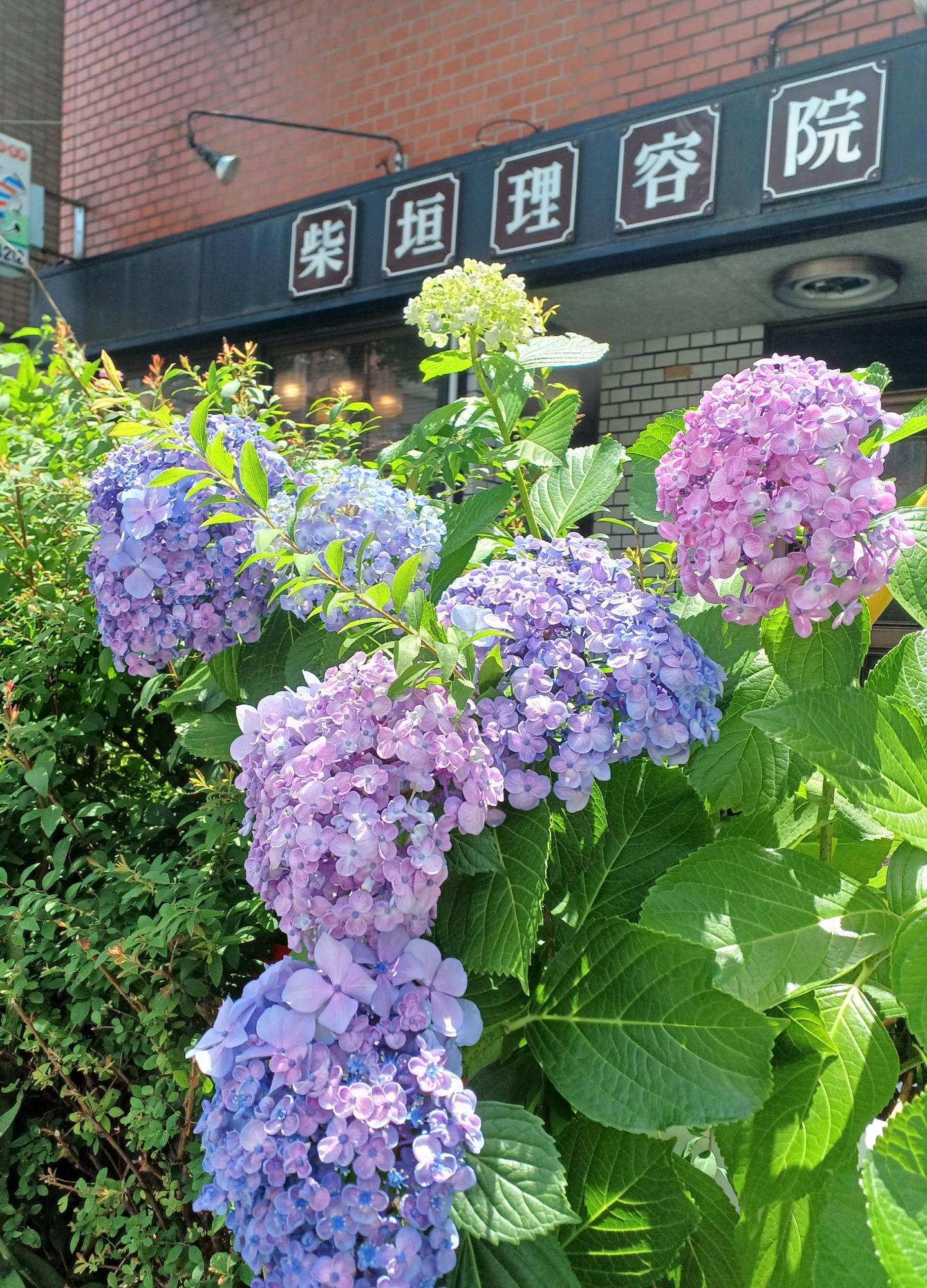 中区初音町1丁目、2023/6/4撮影