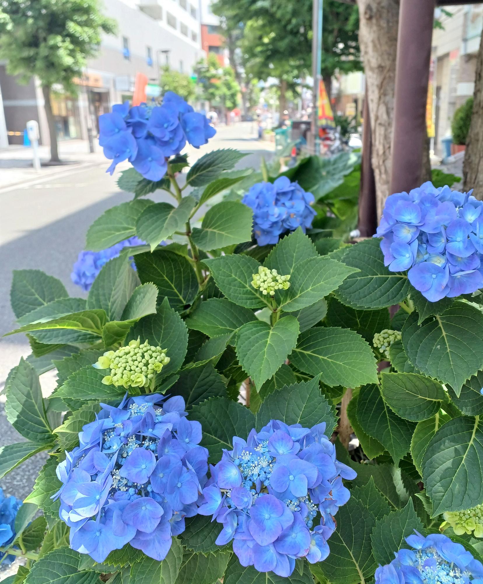 中区伊勢佐木町5丁目付近、2023/6/4撮影