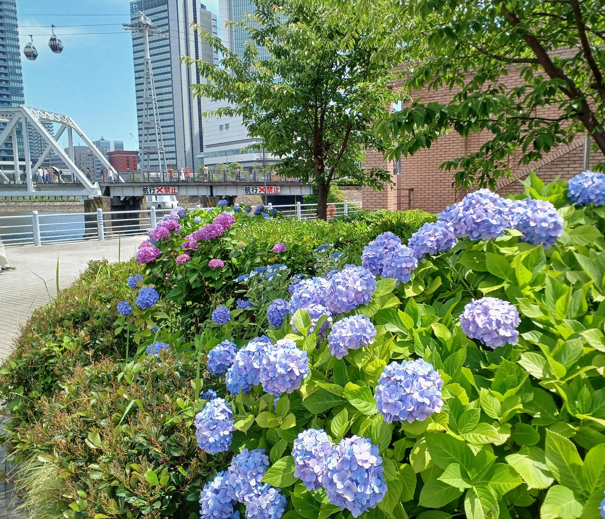 西区みなとみらい2丁目、2023/6/4撮影