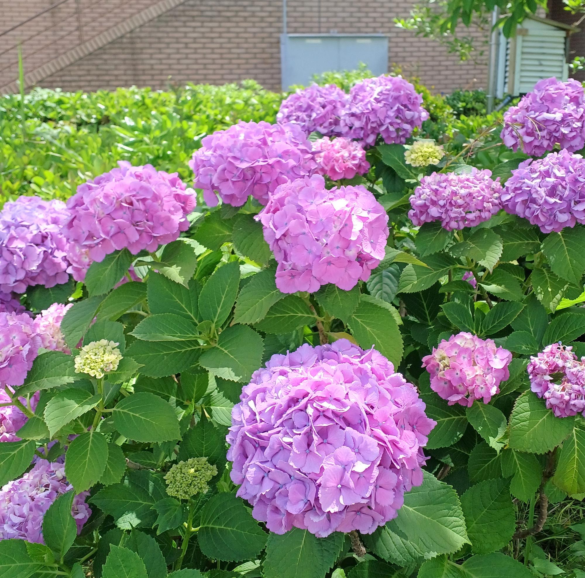 西区みなとみらい2丁目、2023/6/4撮影