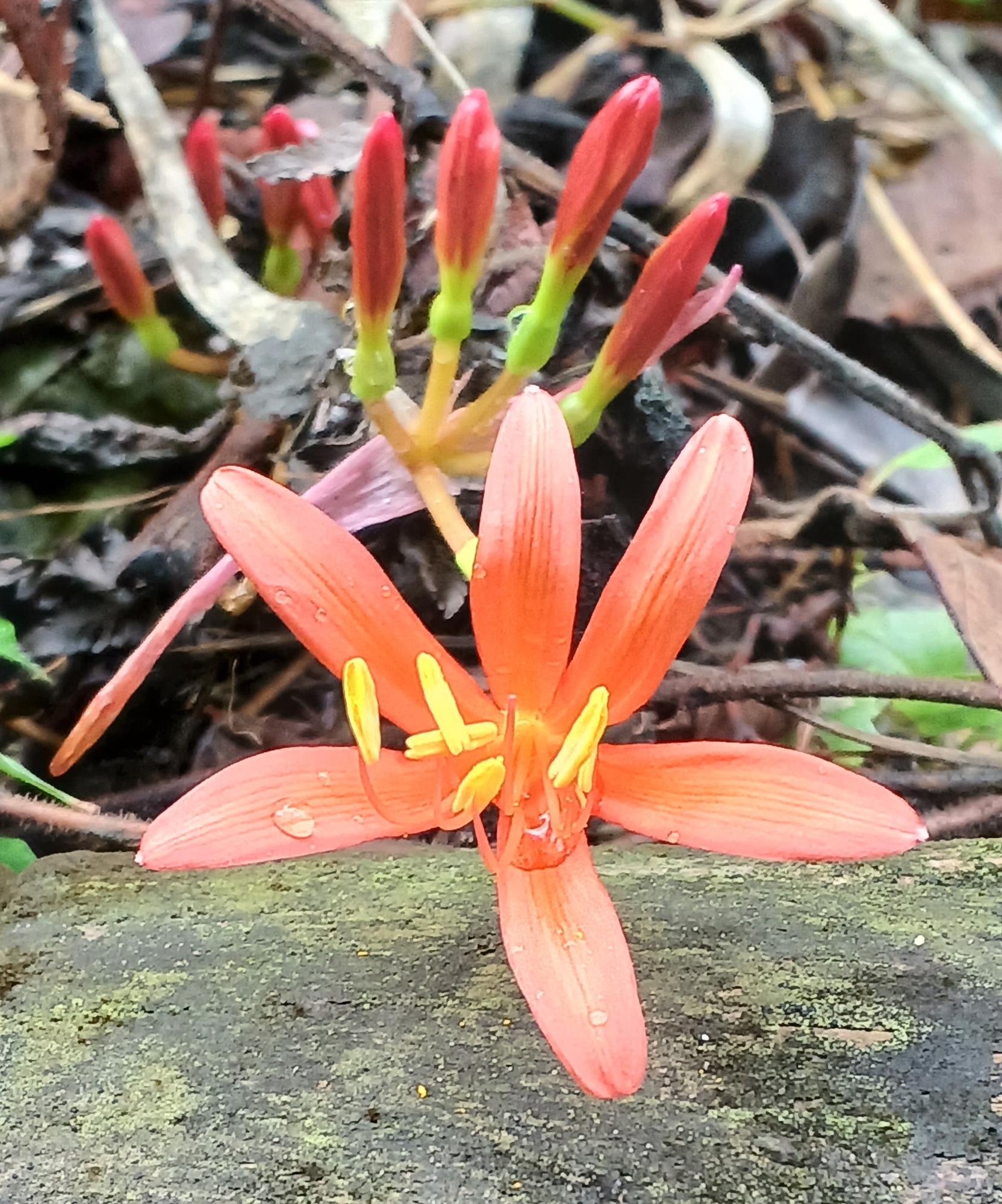 キツネノカミソリ