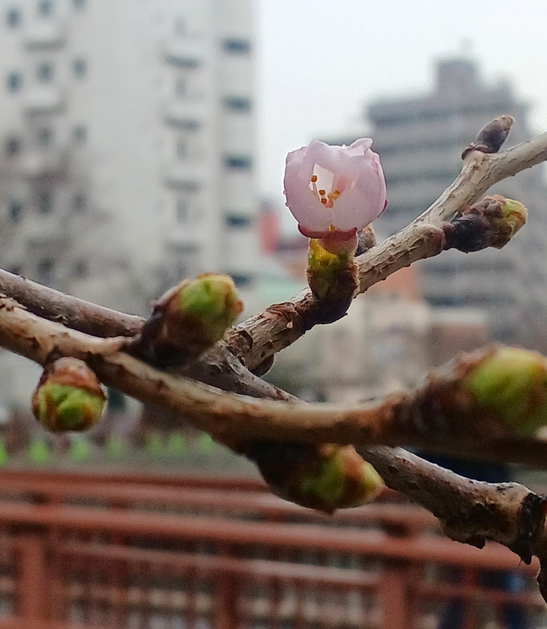 旭橋（横浜市中区日ノ出町2丁目145）にて、2024/3/24撮影