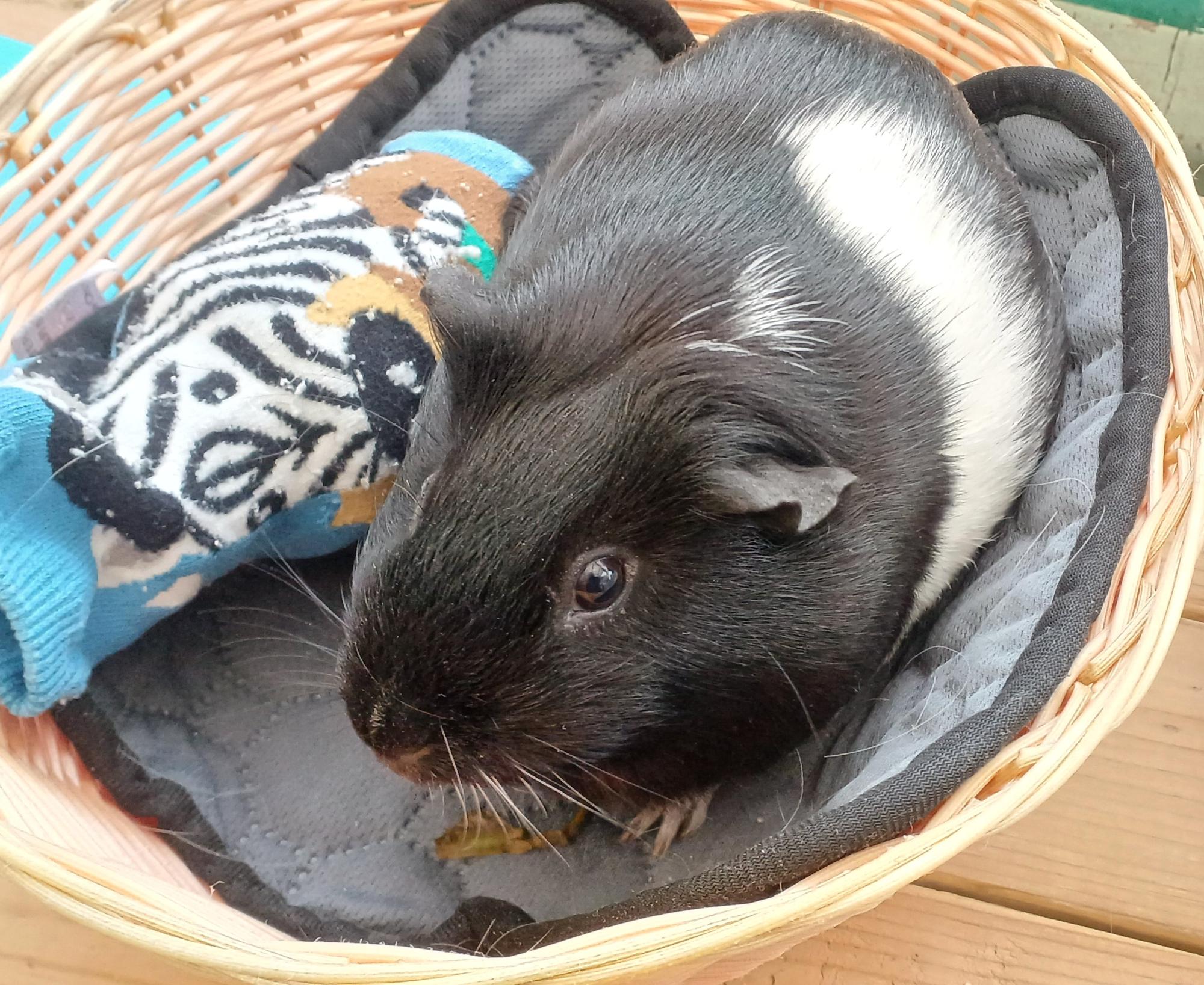 リニューアル前のふれあい体験