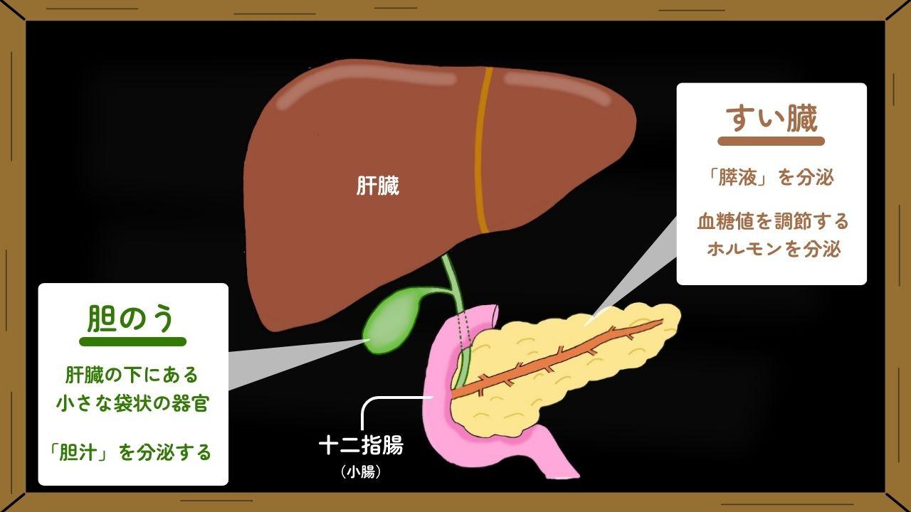 ※分かりやすく表現するために大まかな図としています。