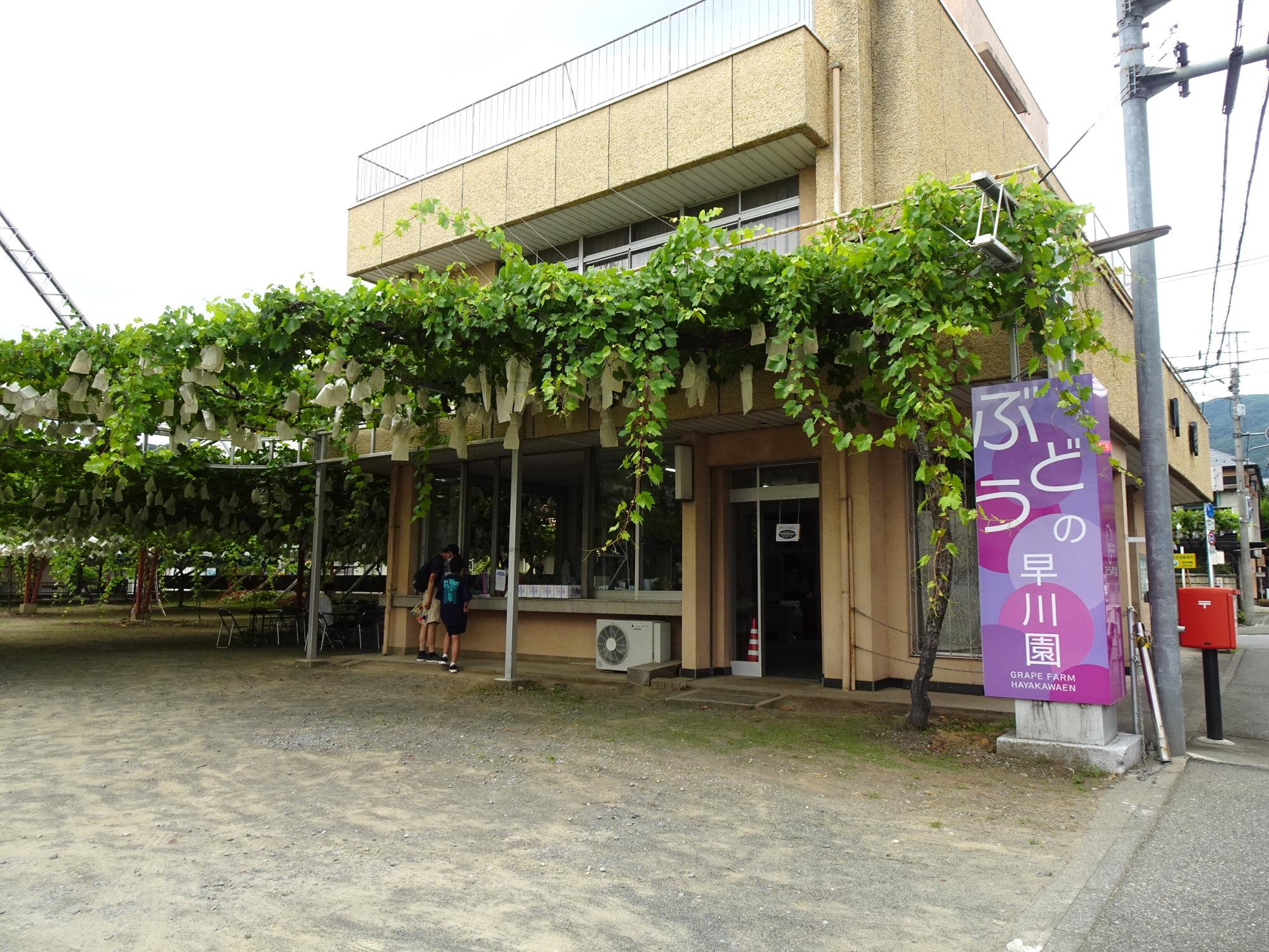 ぶどうの早川園