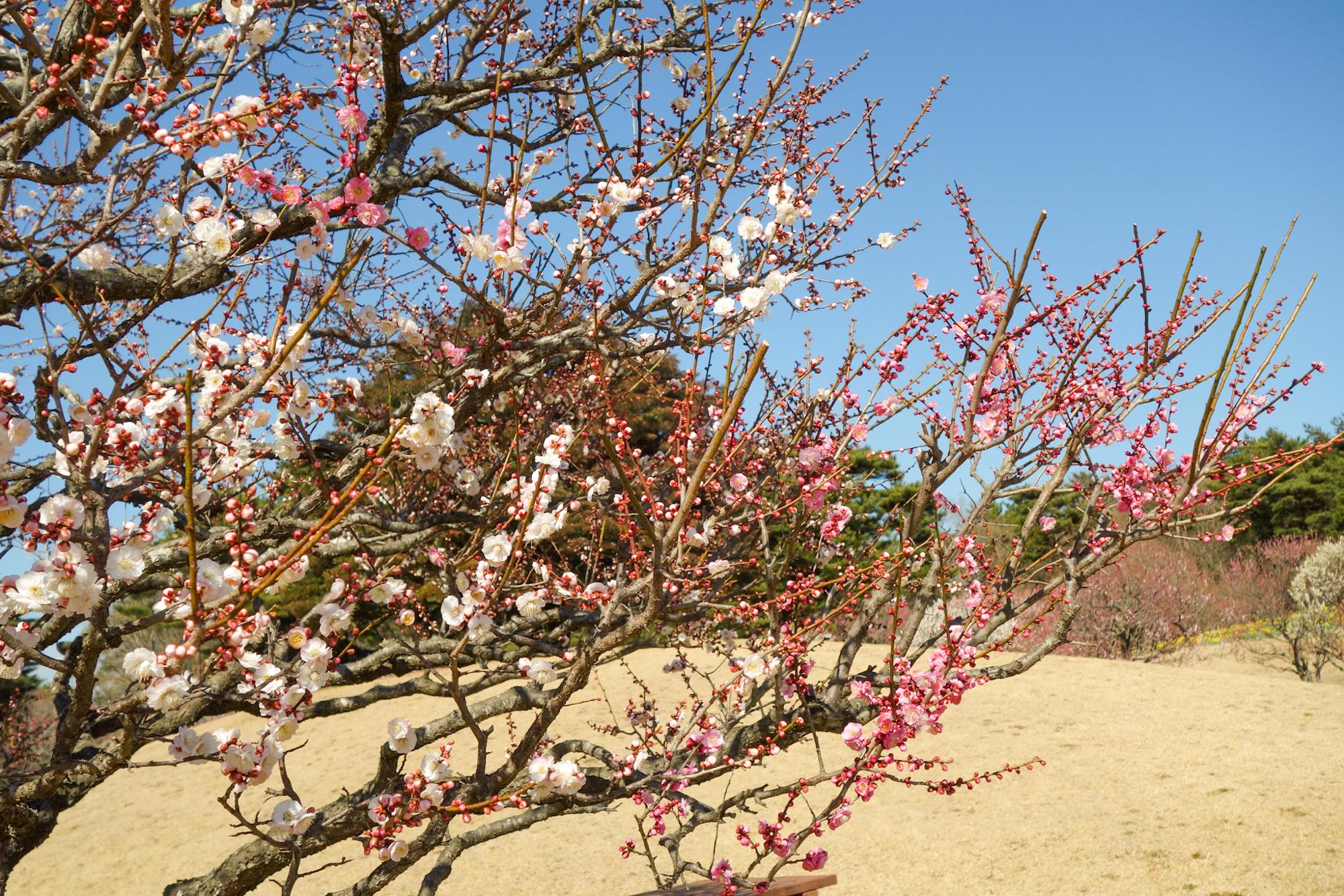 八重の源平咲き「輪違い」