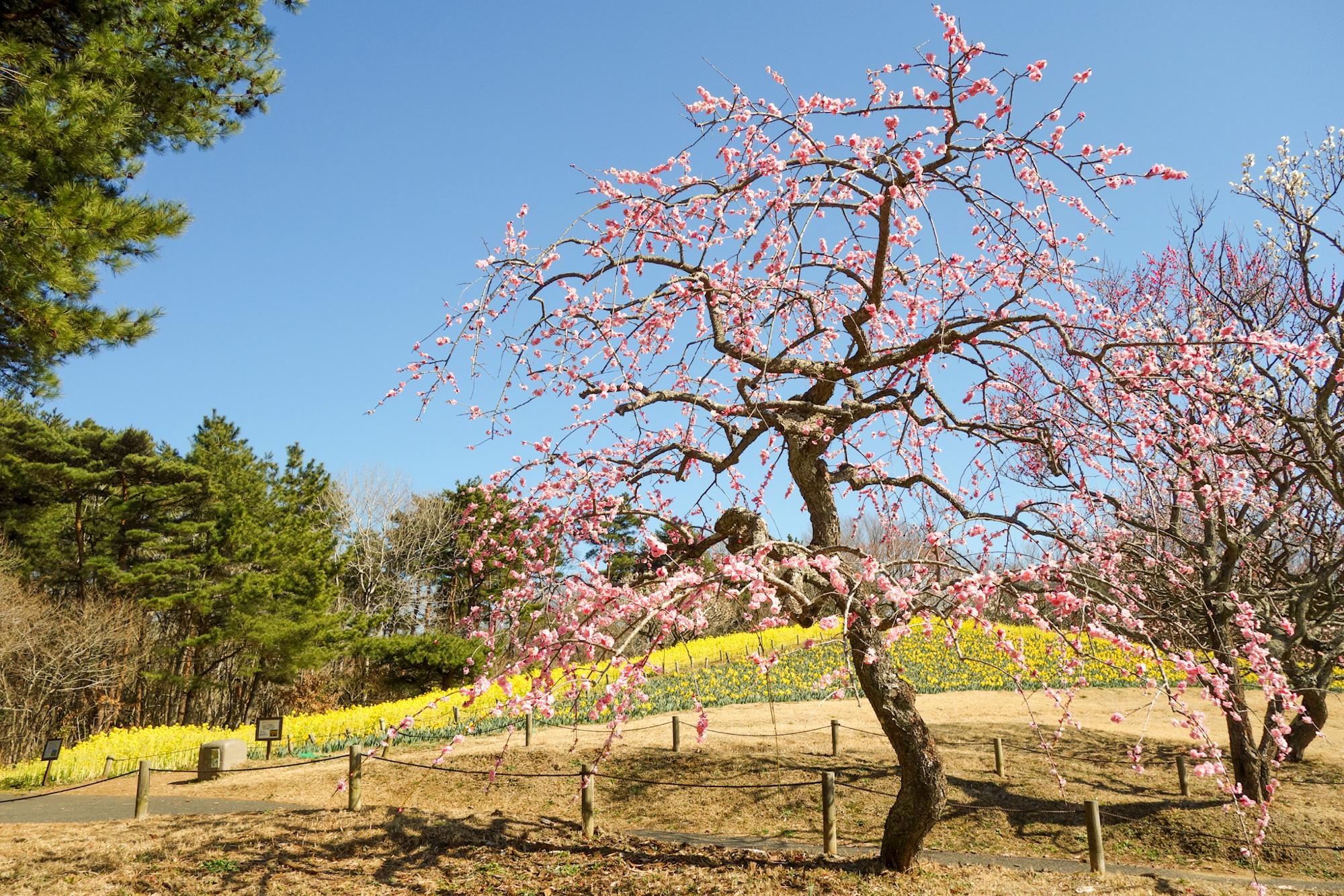 しだれ梅「藤牡丹枝垂」