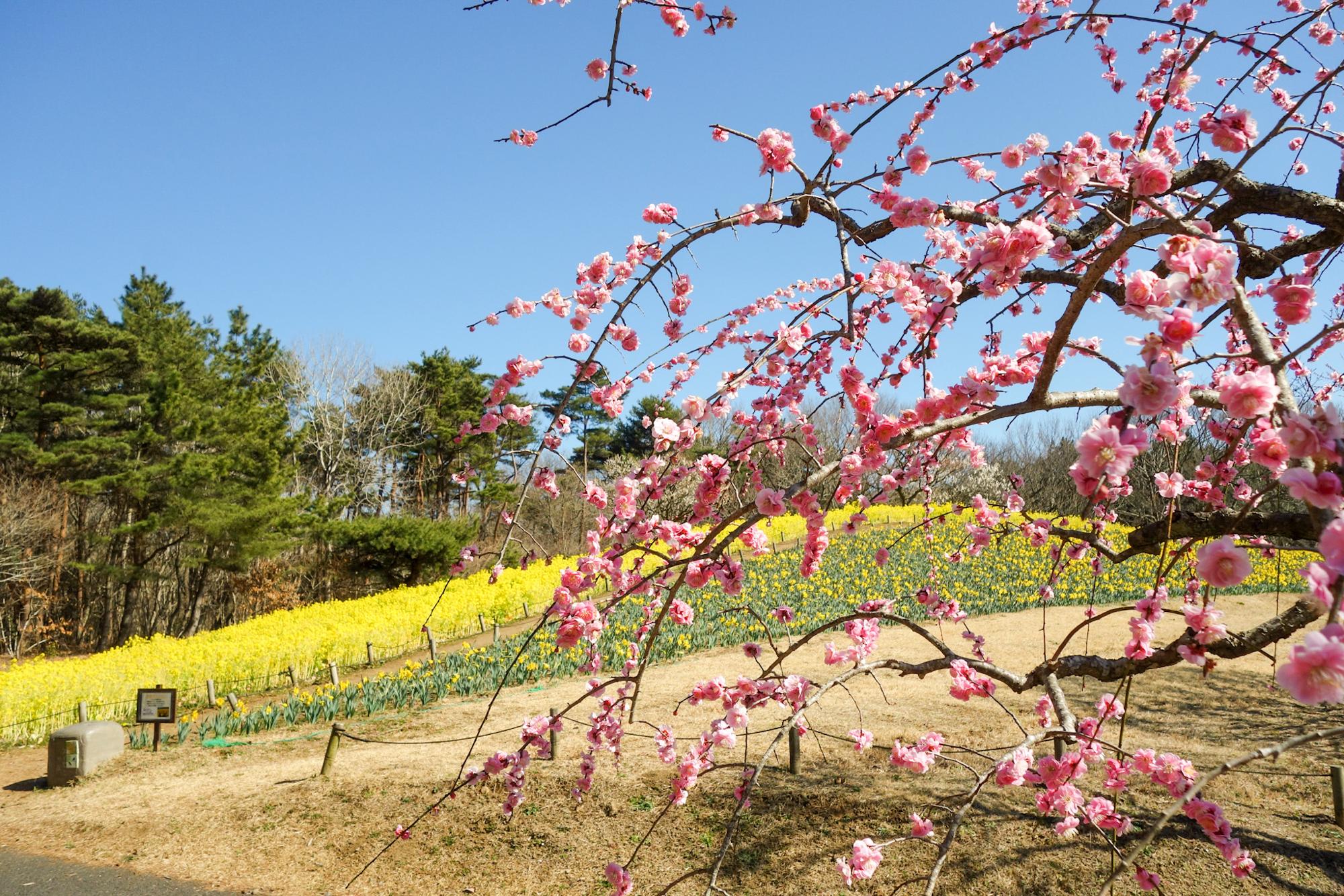 ウメとナノハナ