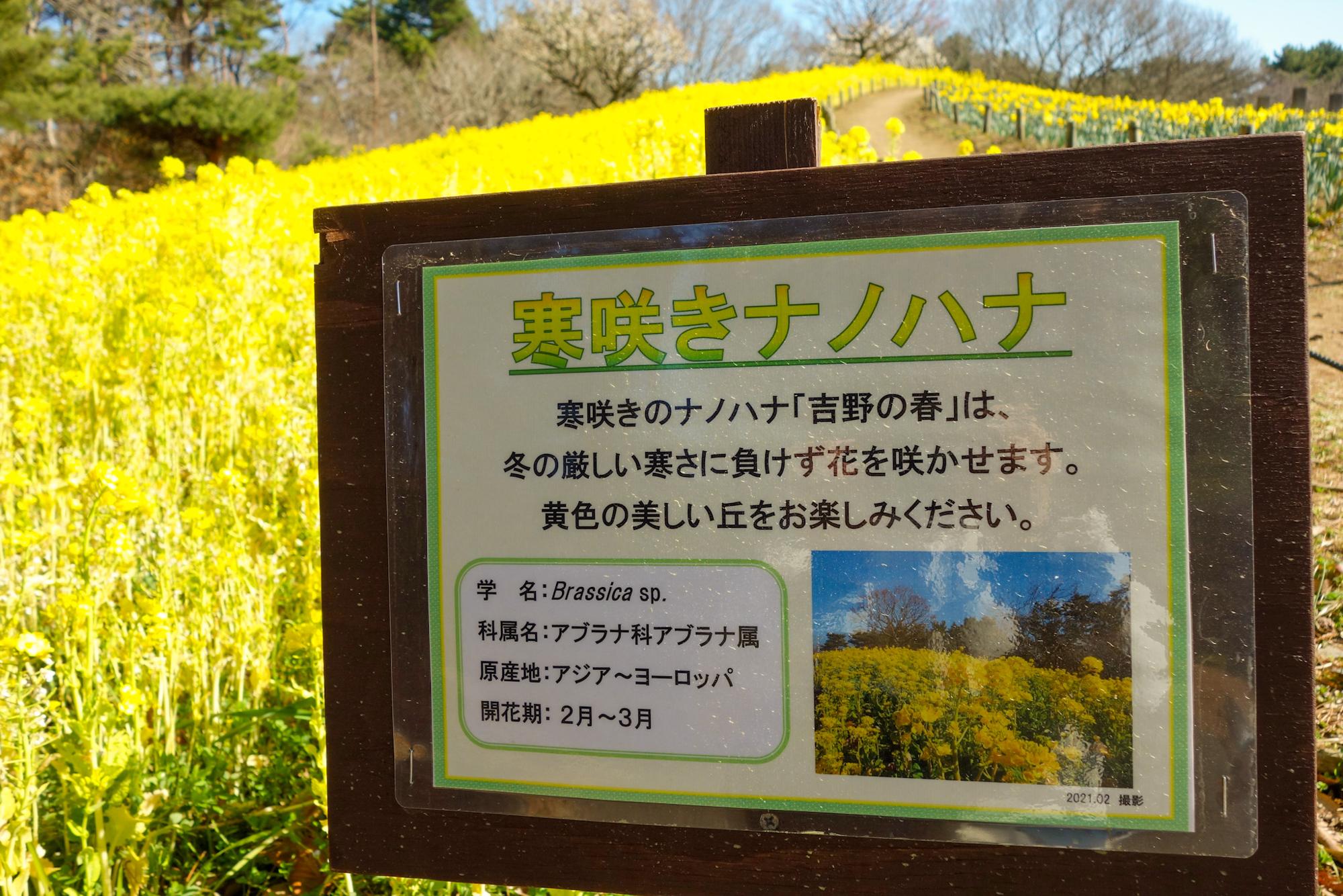 寒咲きナノハナ