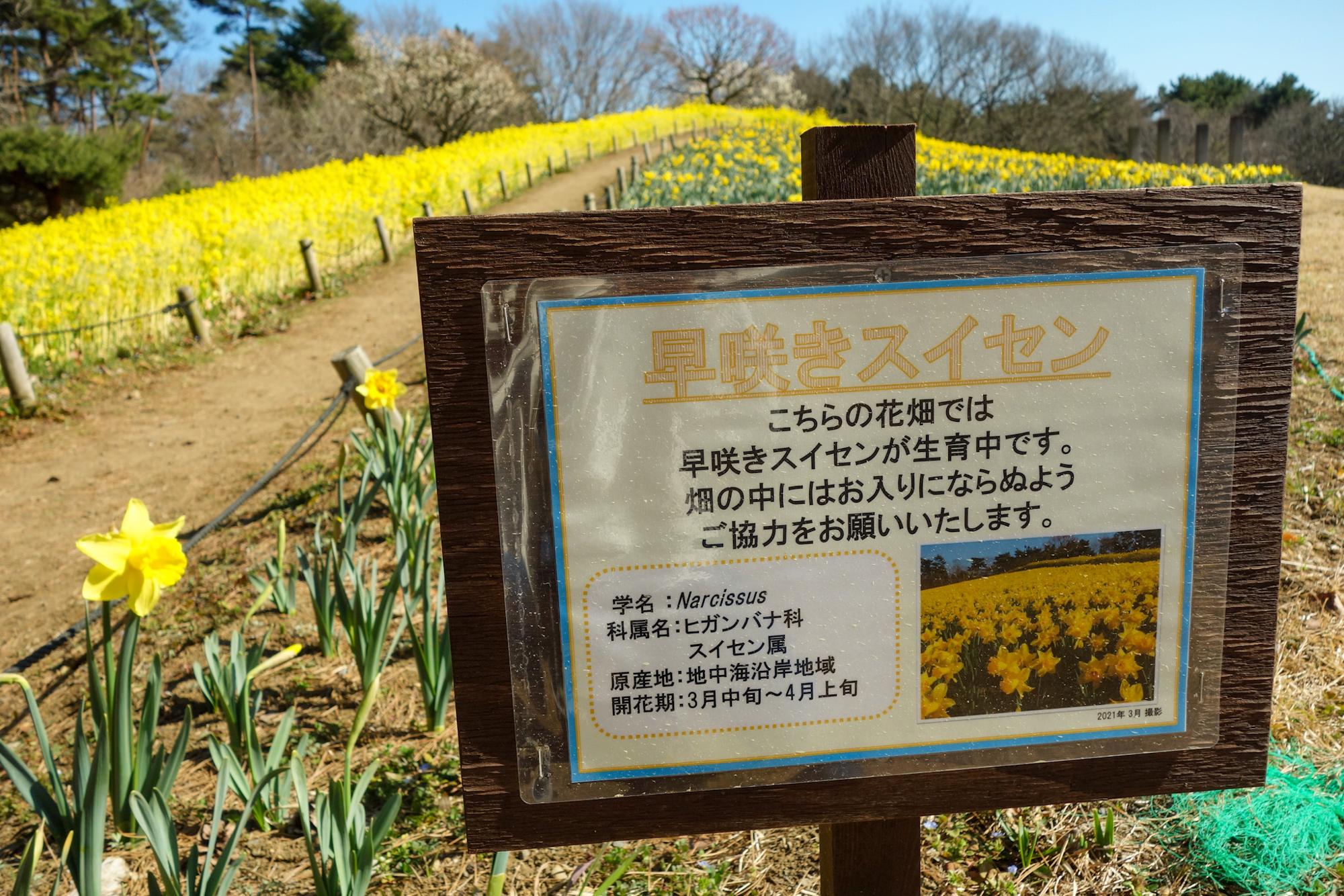 早咲きスイセン