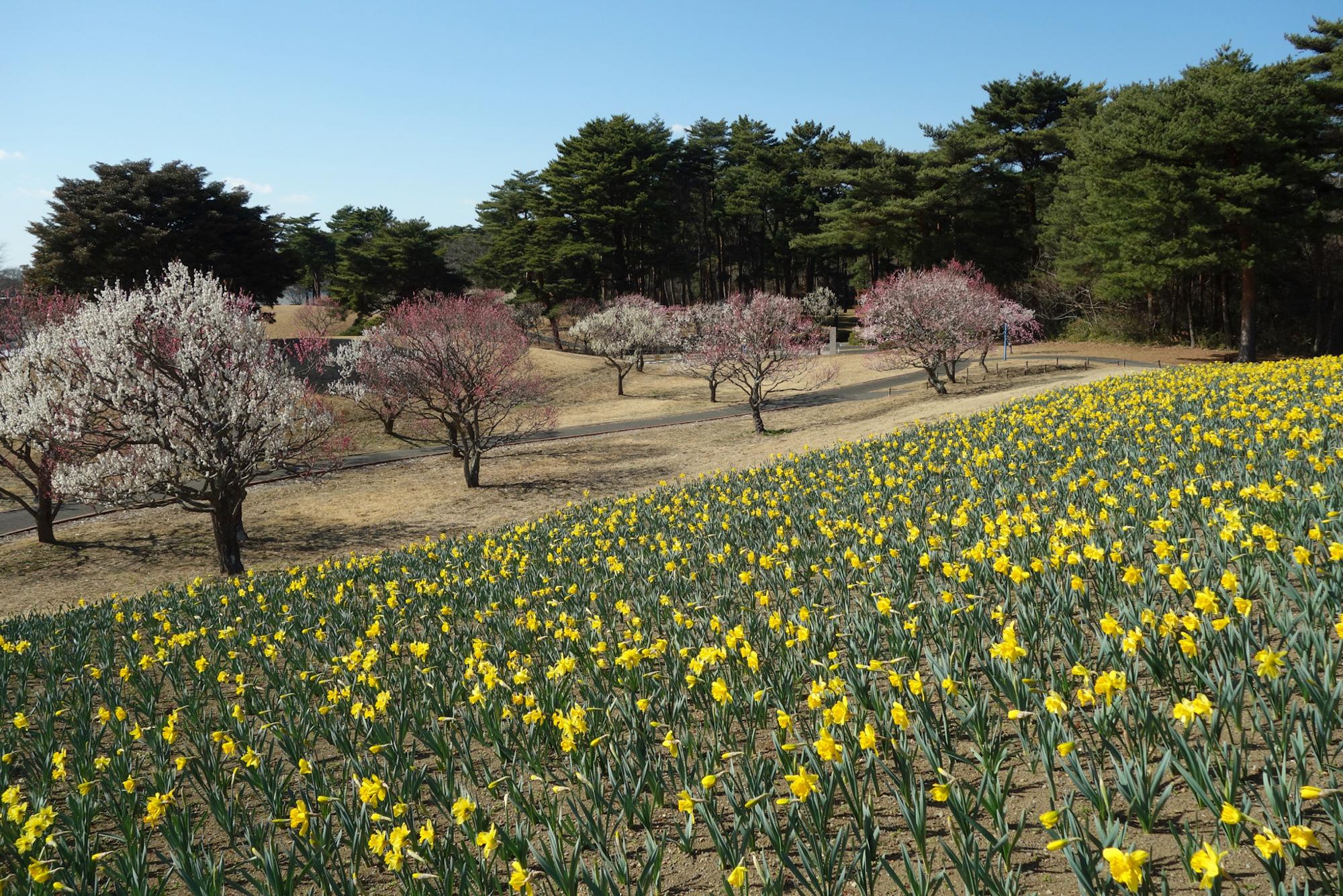 ウメとスイセン