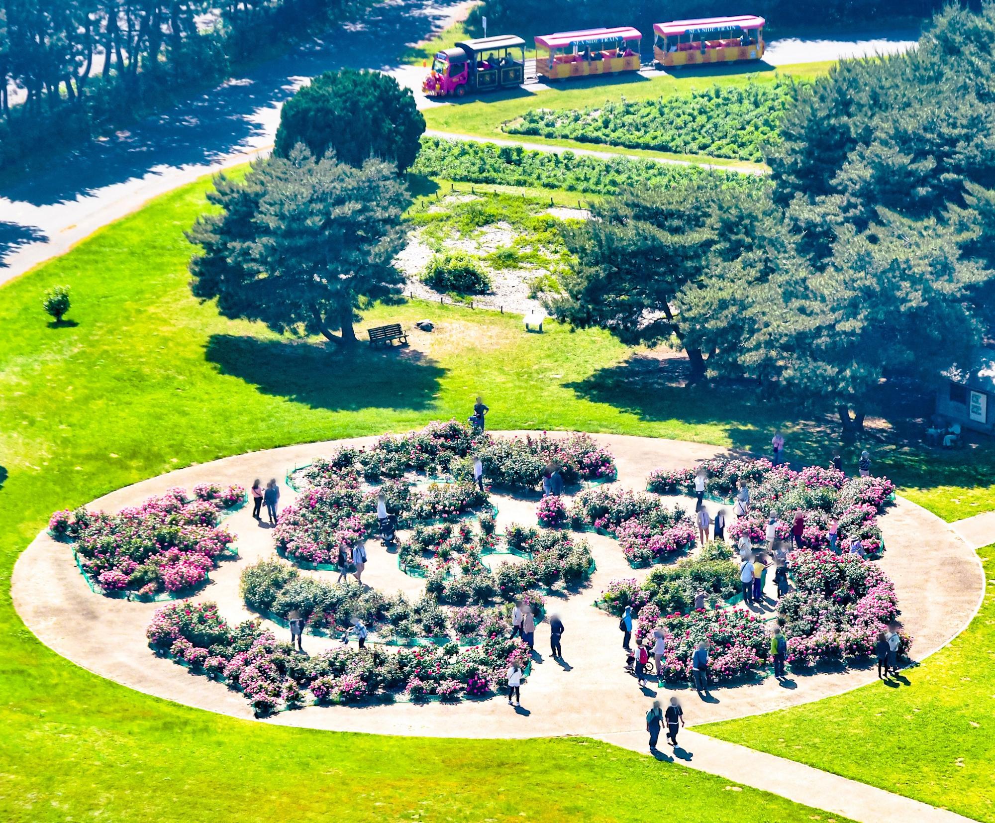 （写真提供：国営ひたち海浜公園）