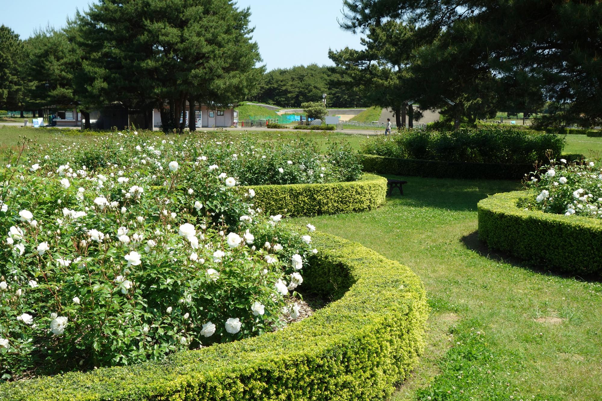 白い花が可憐なアイスバーグ（原産地：ドイツ）