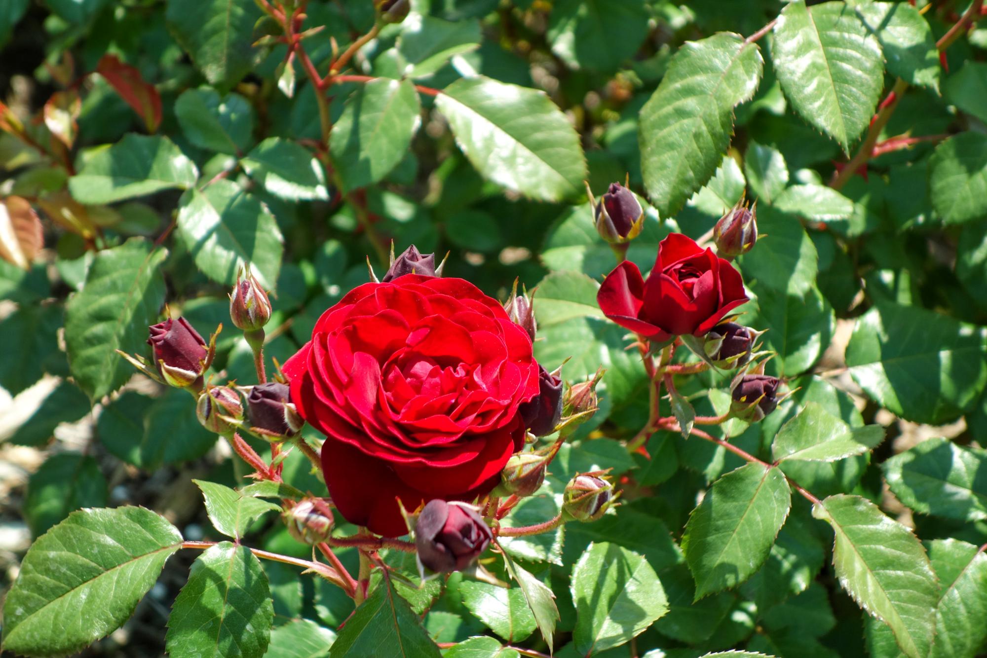 ラバグルート（原産地：ドイツ）