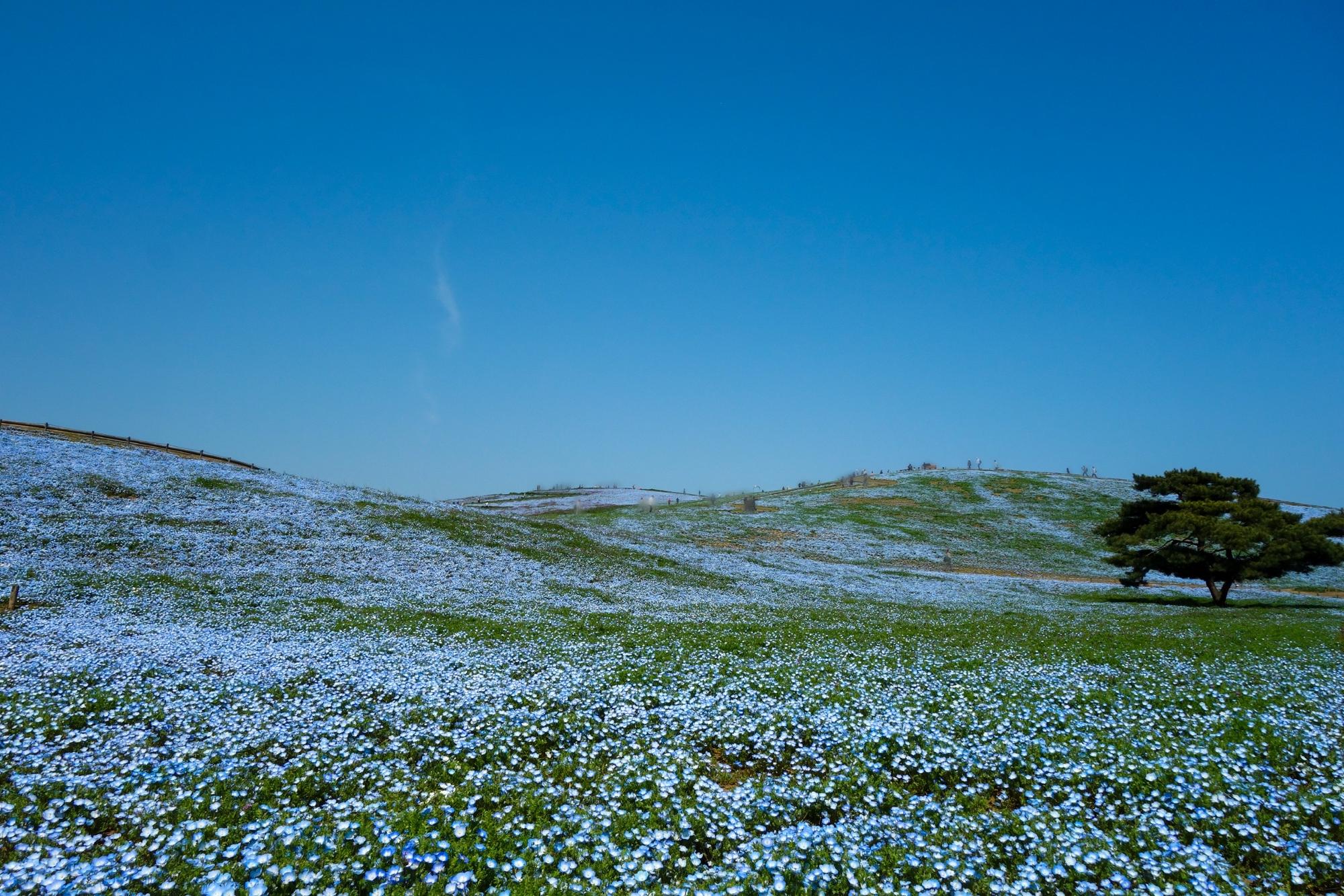 アカマツとネモフィラのツーショット（3分咲き）