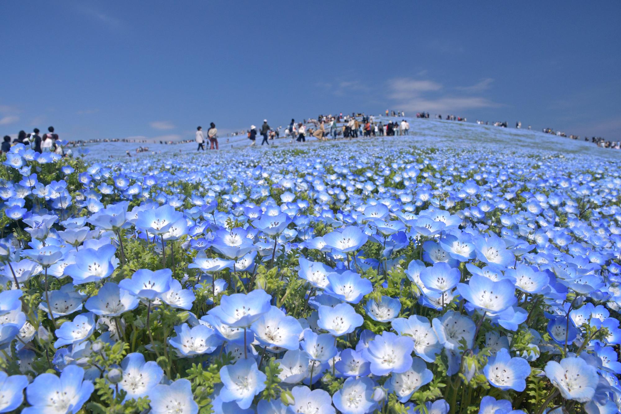 （写真提供：ひたち海浜公園）