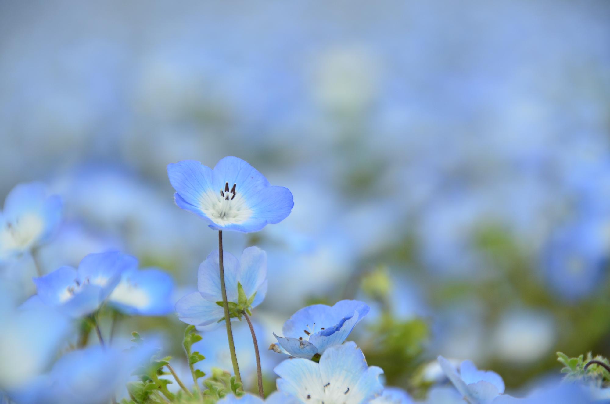 （写真提供：ひたち海浜公園）