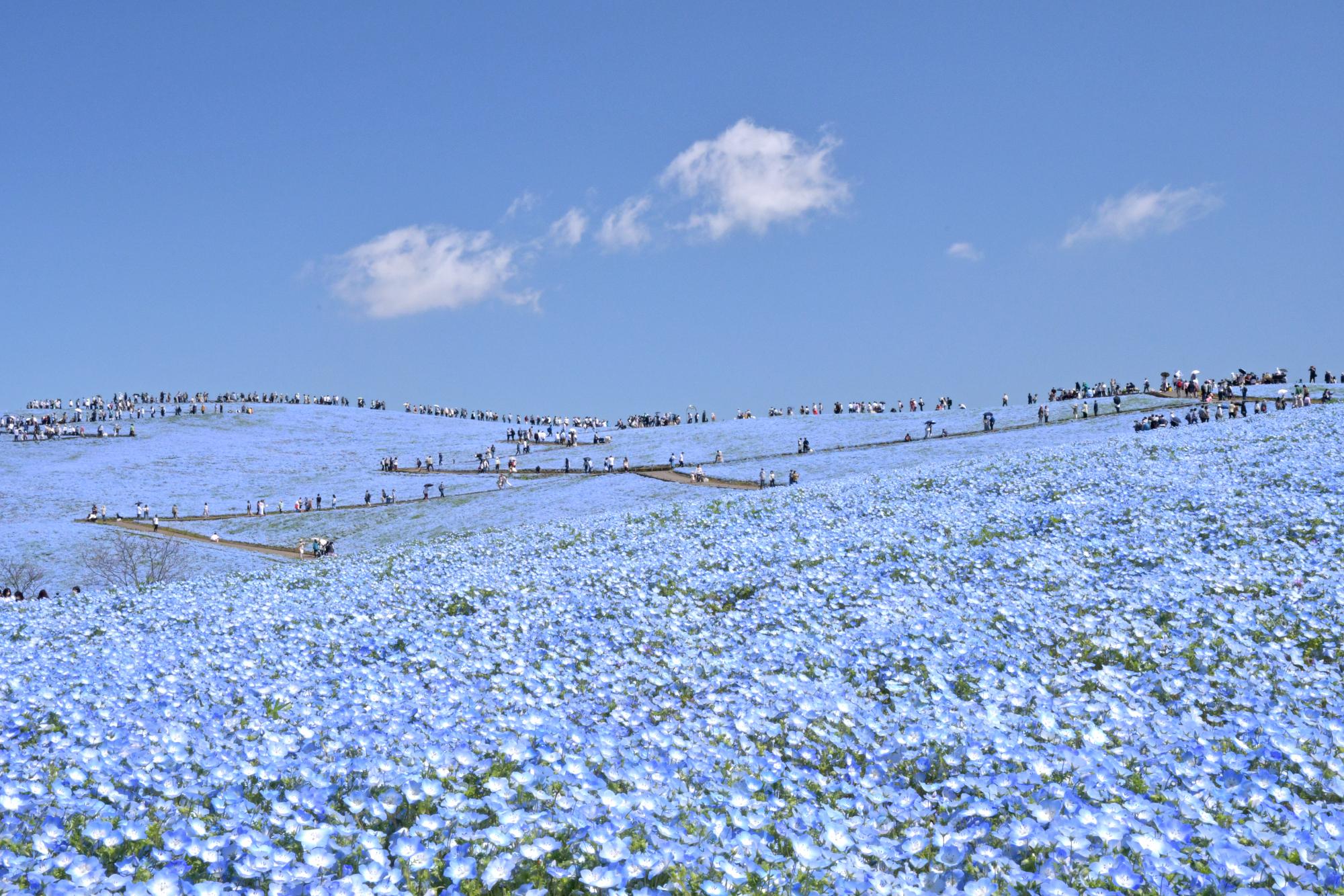 （写真提供：ひたち海浜公園）