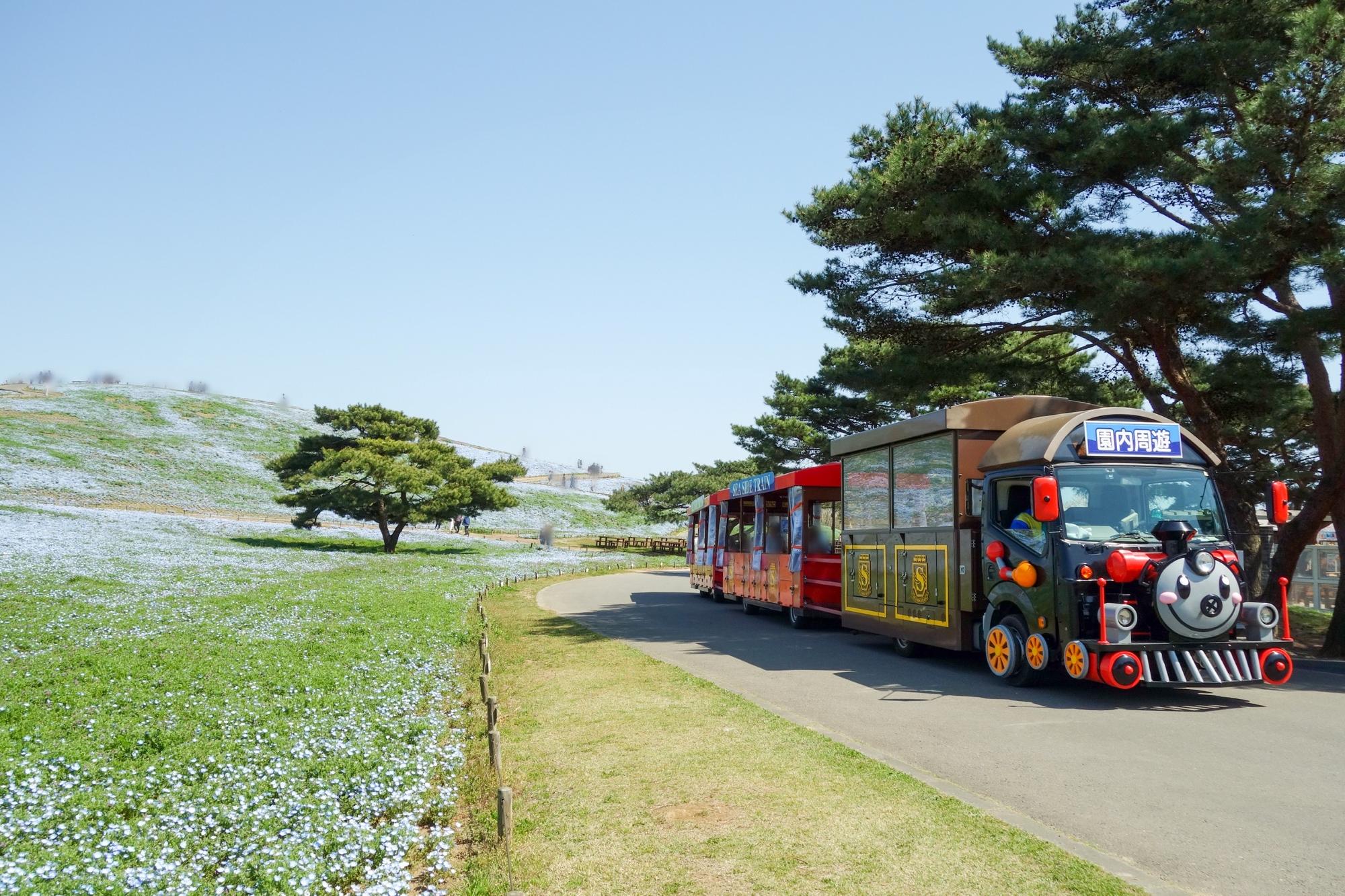 ネモフィラ、アカマツとシーサイドトレインのスリーショット