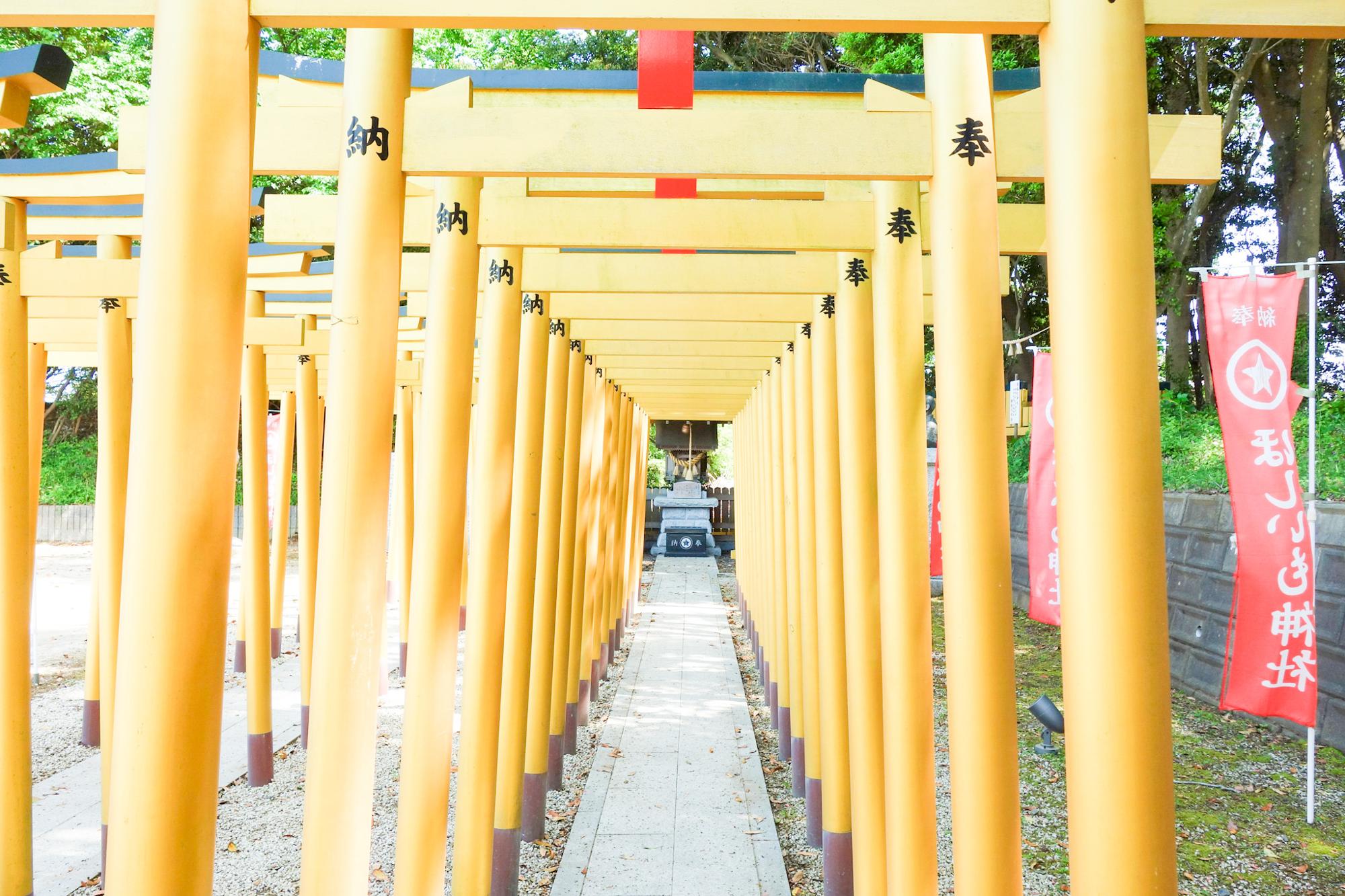 黄金の鳥居は「ほしいも・べにはるか色」。夜はライトアップ。