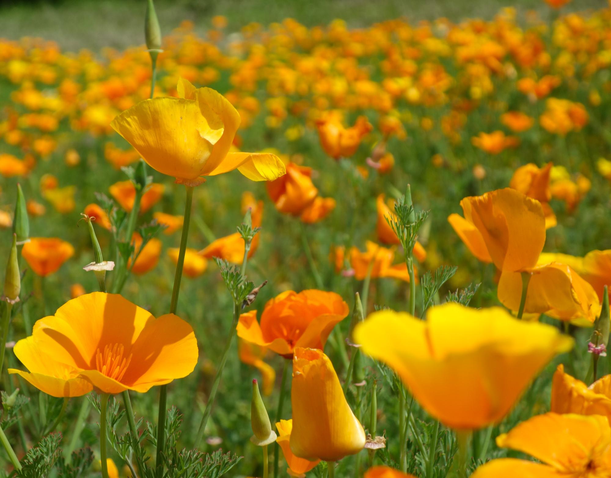 中央手前が、閉じている状態の花