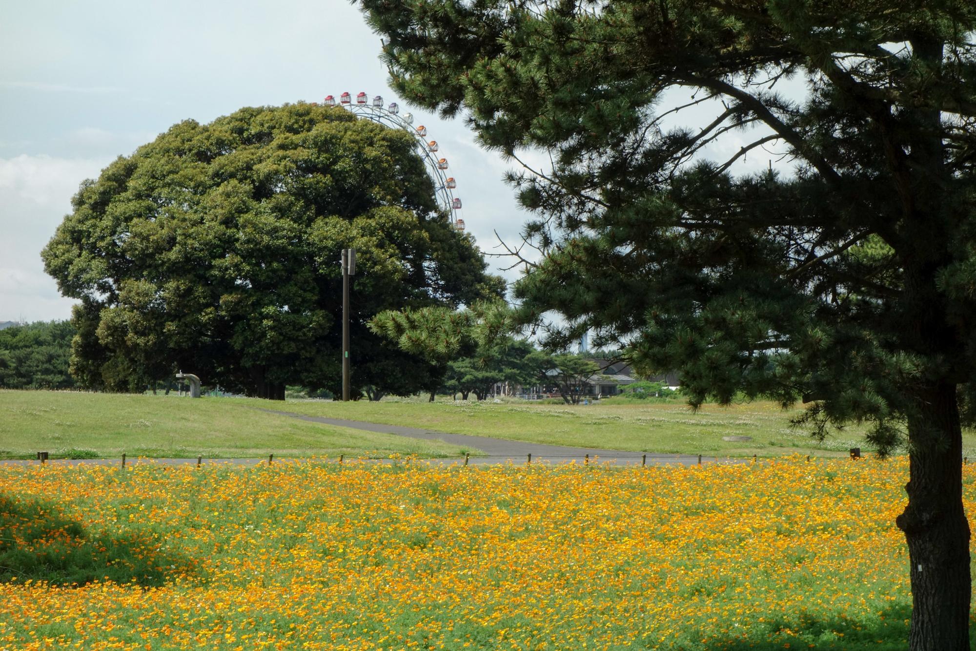観覧車が少し見えます
