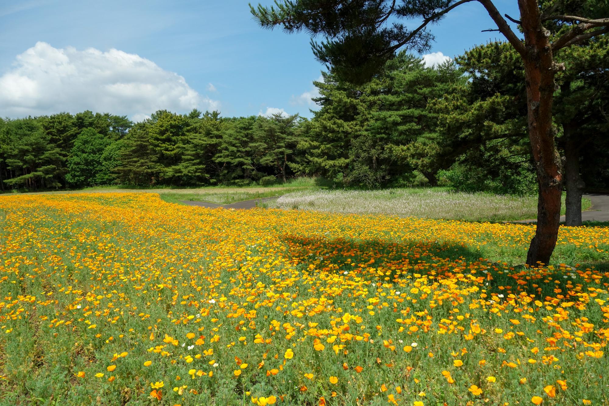 （撮影日：2023年5月30日）