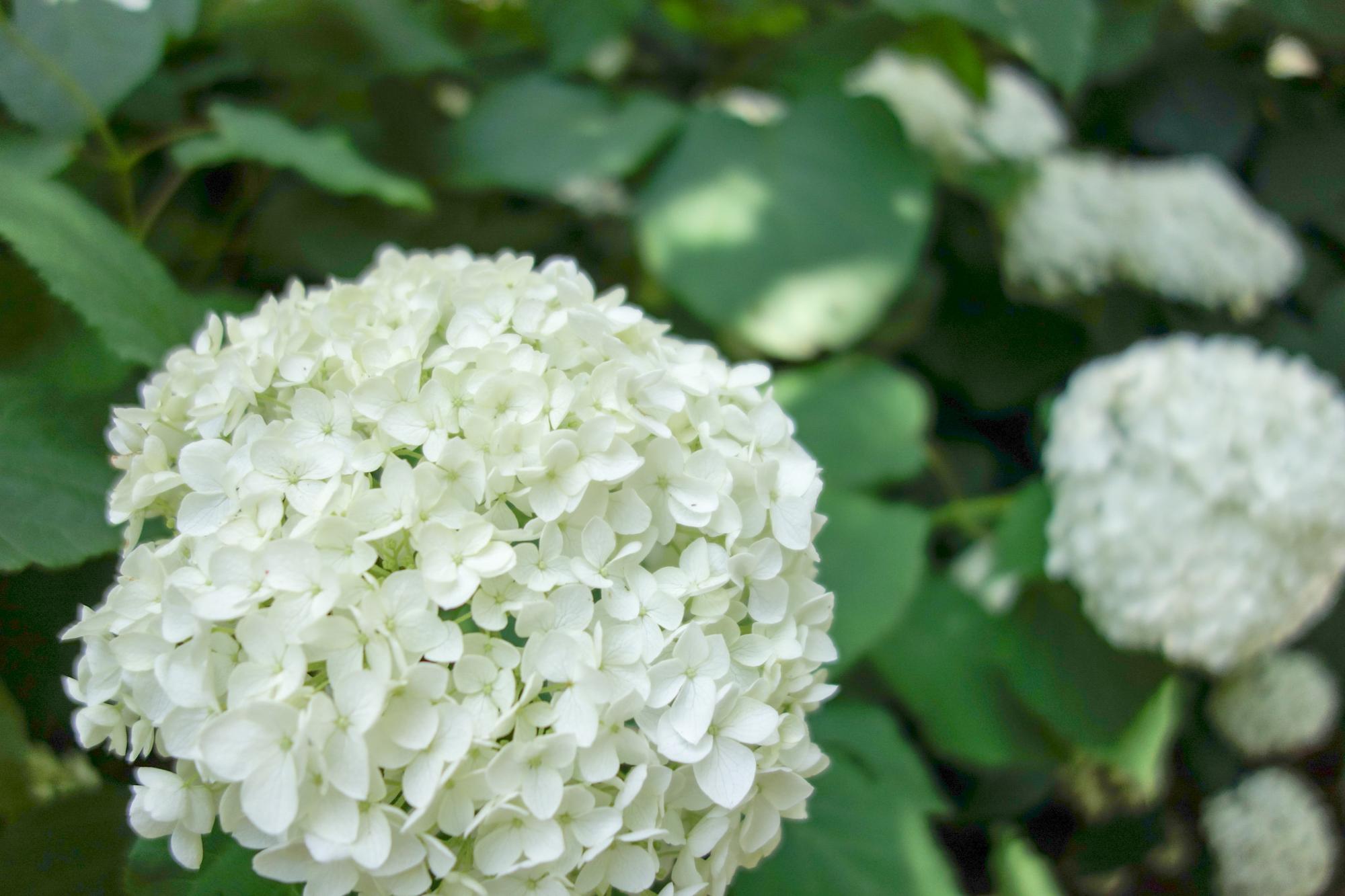 手毬状の装飾花