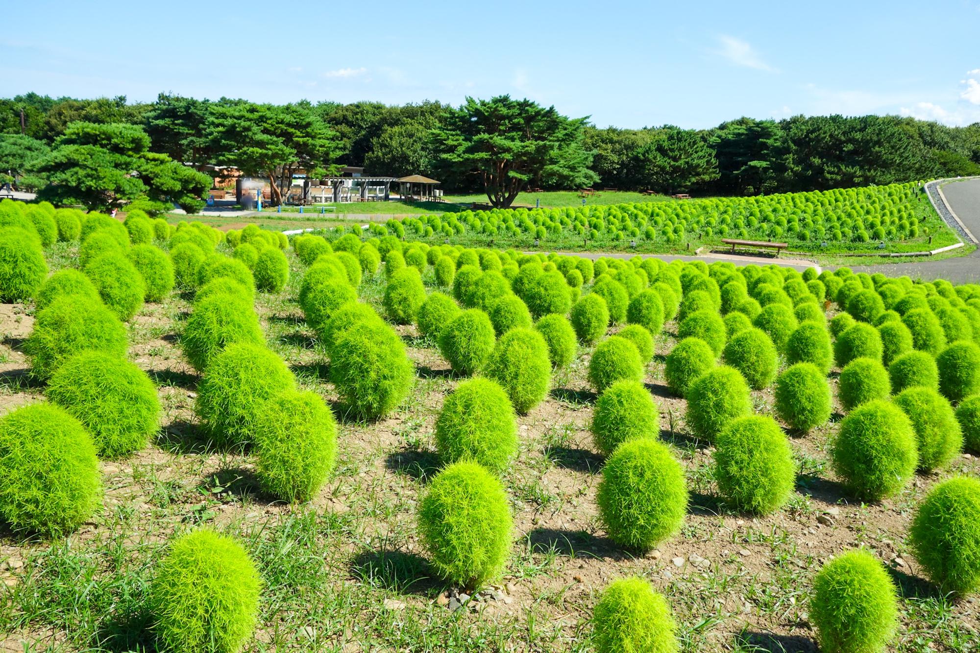 爽やかなライムグリーンのコキア