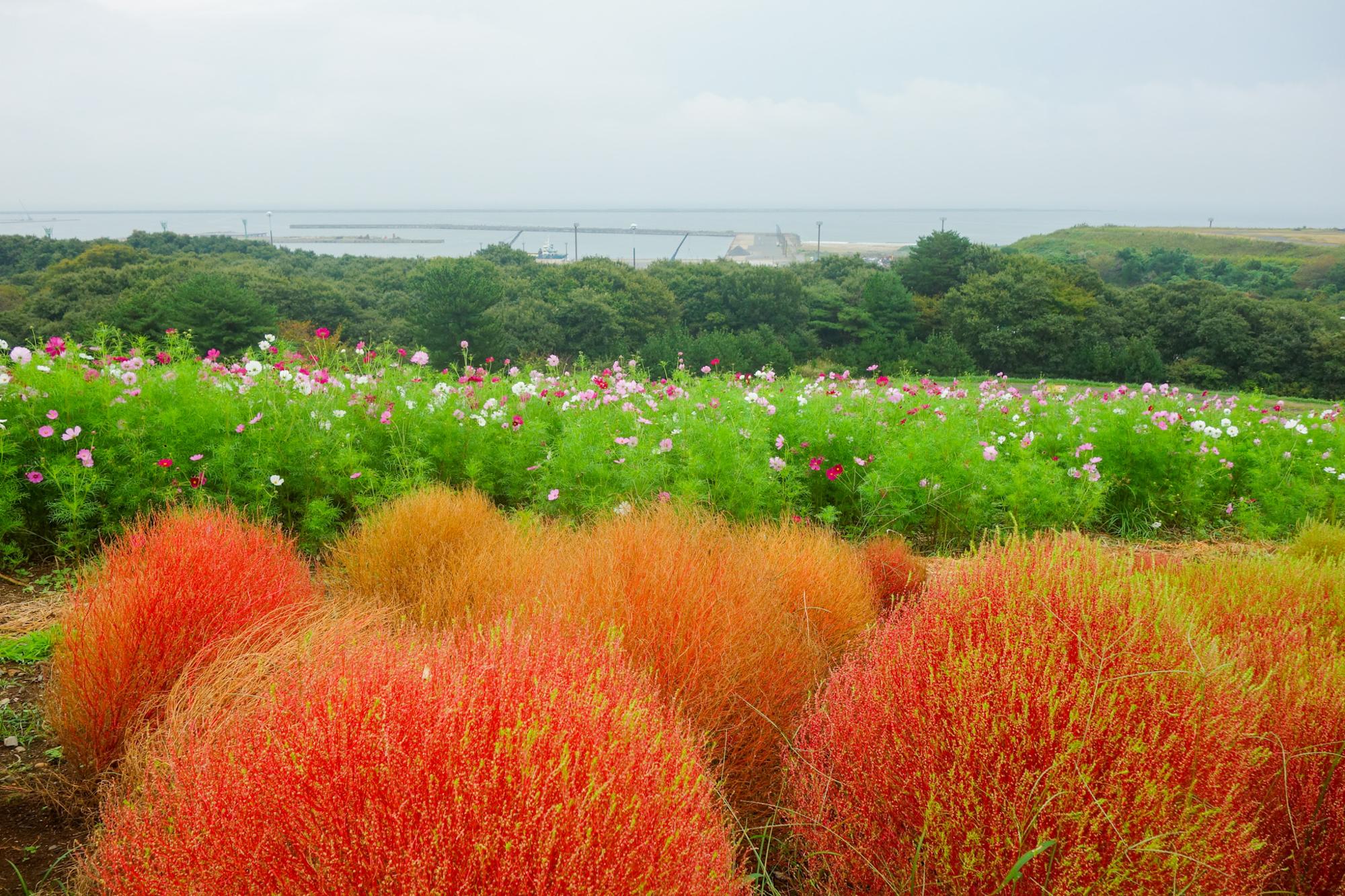 コキア、コスモスと海