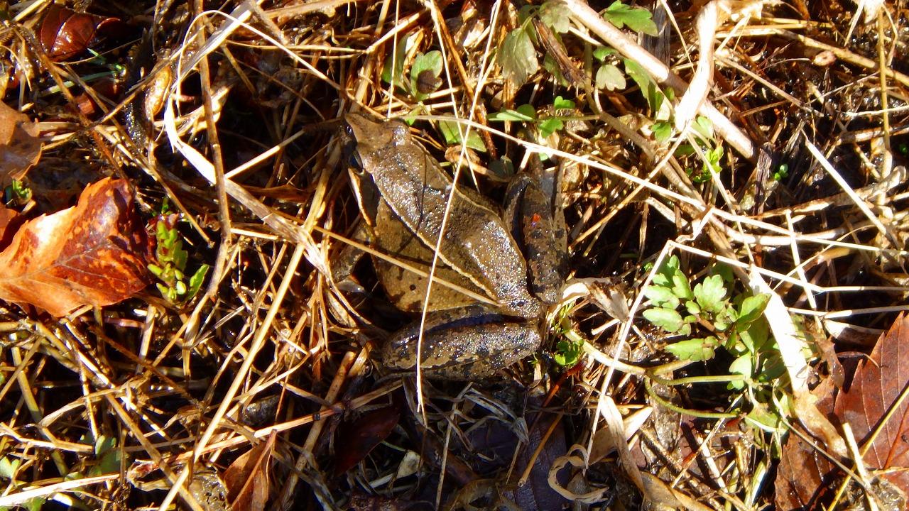 ニホンアカガエルの成体。大きさは35～70mm程度（2023年2月12日撮影。画像提供：国営ひたち海浜公園）