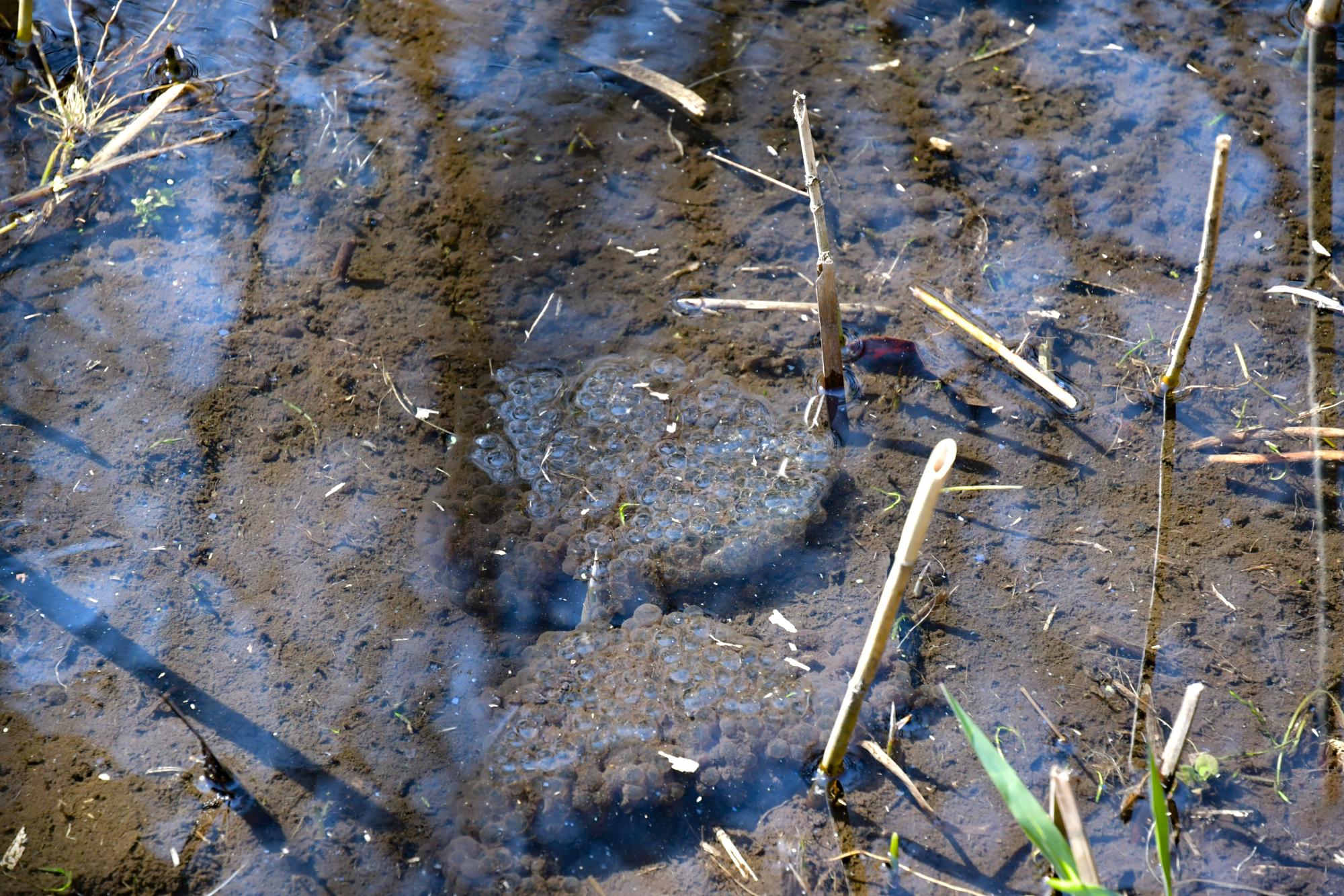 画像提供：国営ひたち海浜公園