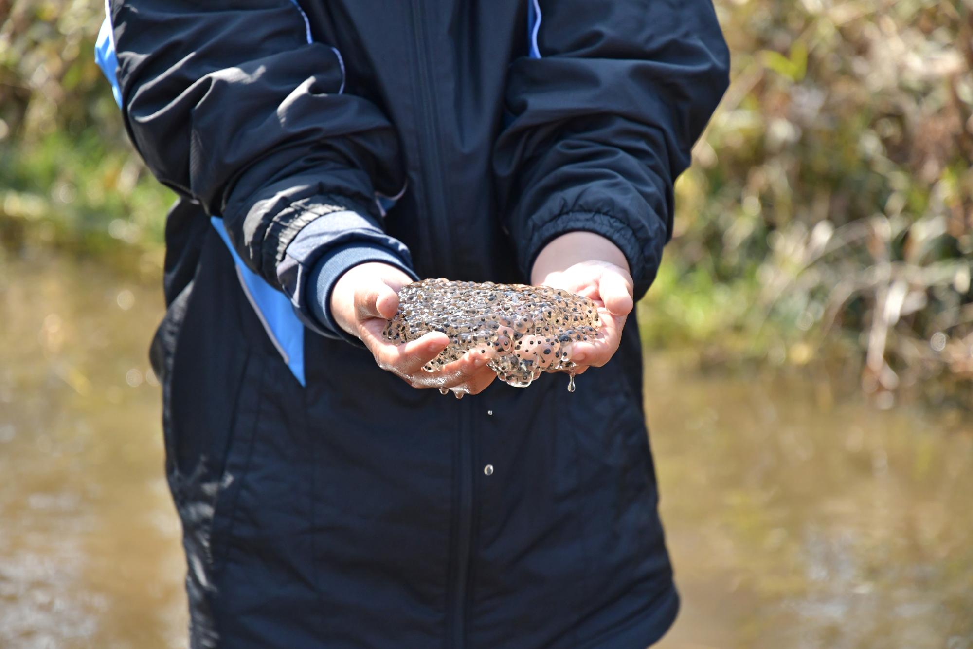 ニホンアカガエルの卵（2023年3月5日撮影。画像提供：国営ひたち海浜公園）※観察は専門の指導者のもと、卵塊にダメージを与えないよう注意深く行われます。