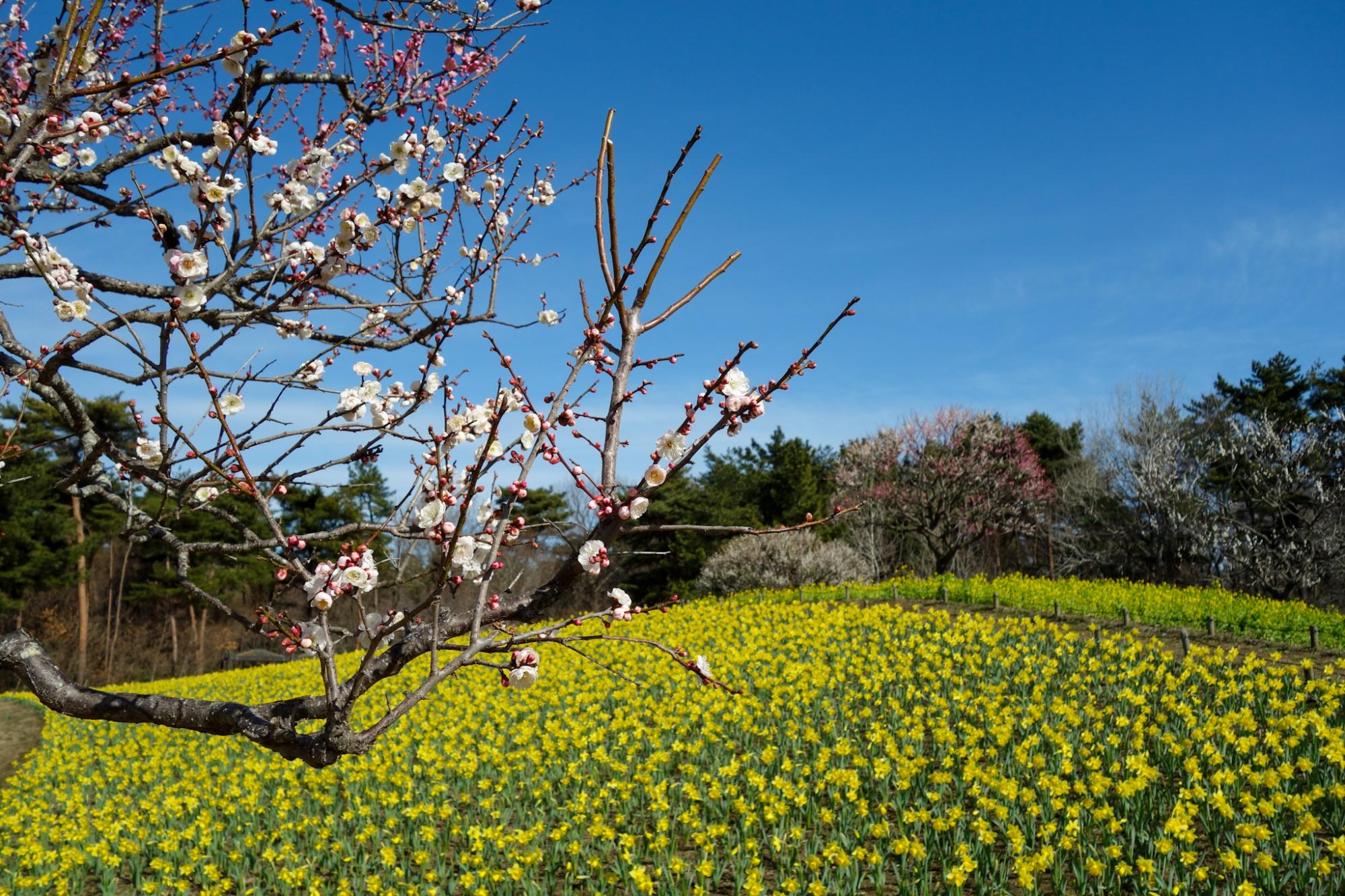 スイセンの丘周辺の梅（本数：約150本）