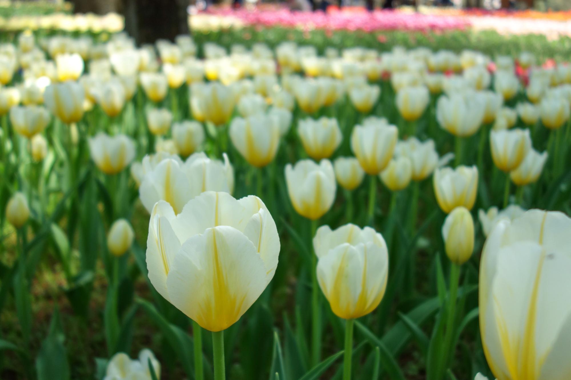 はちみつミルク