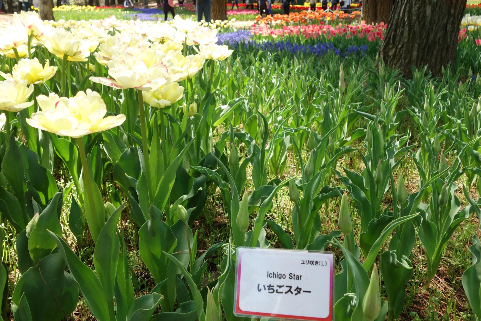 いちごスター(写真右)