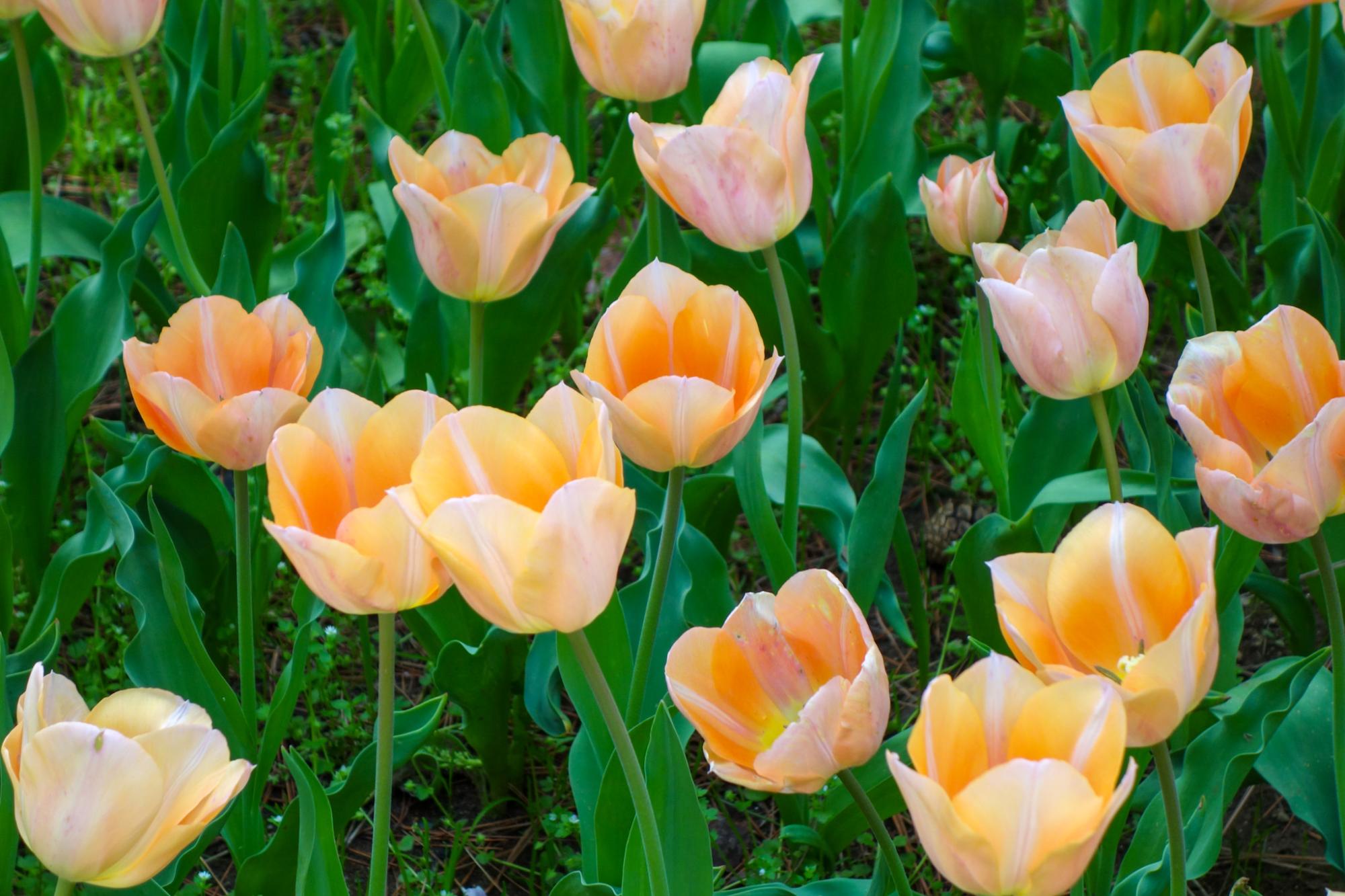 アプリコットビューティー