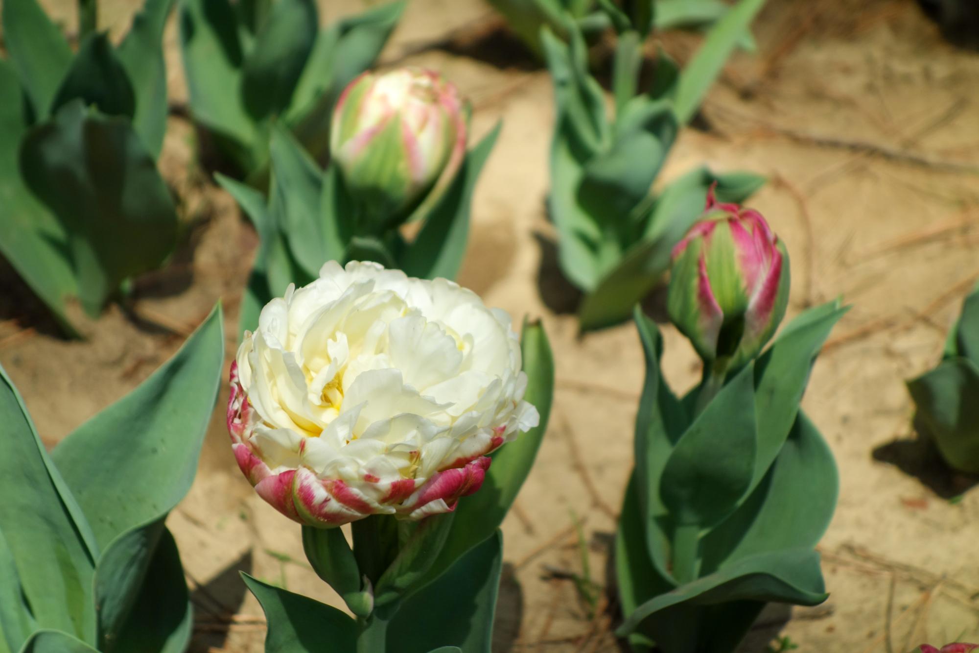 アイスクリーム