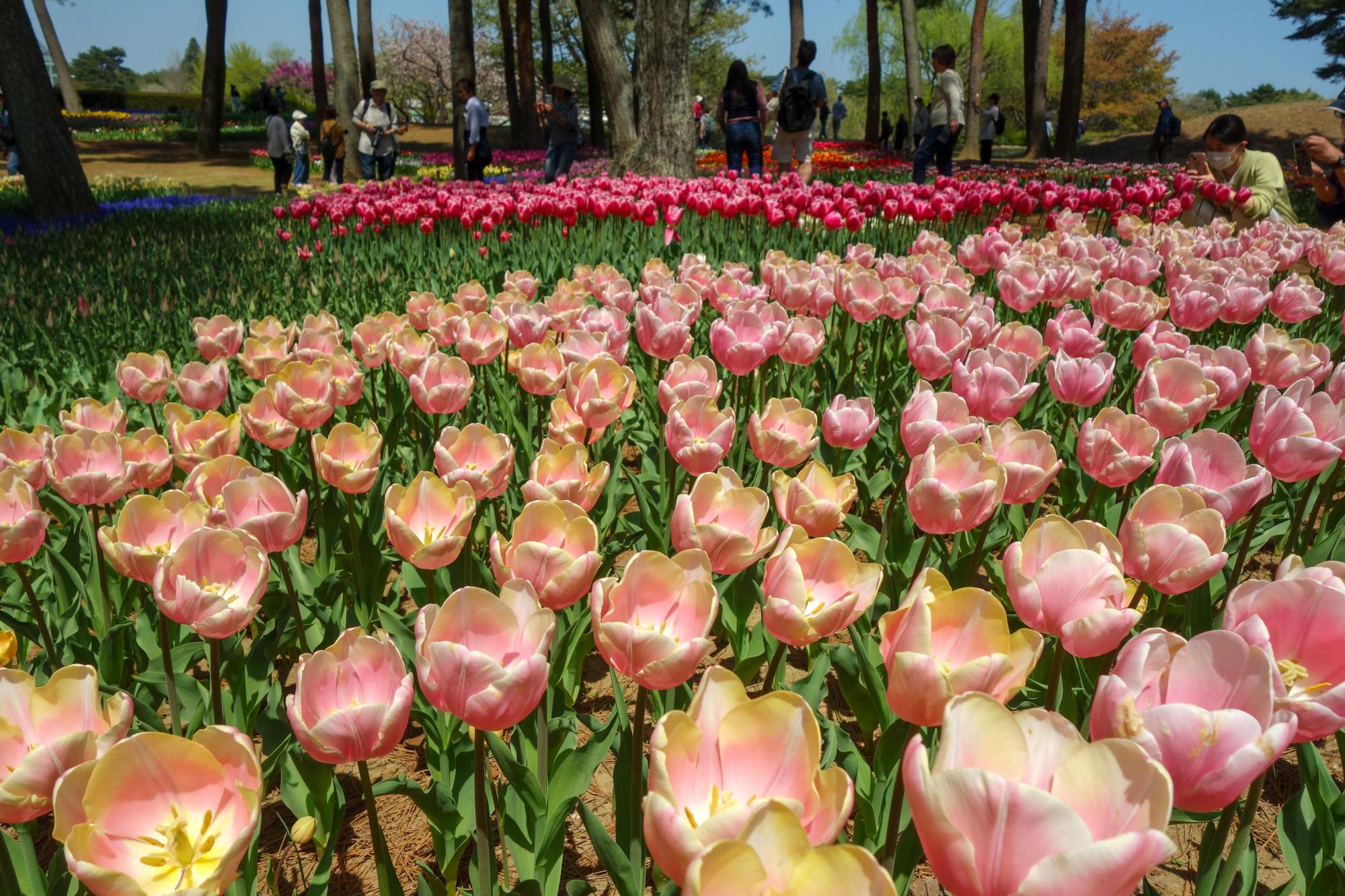 マンゴーチャーム