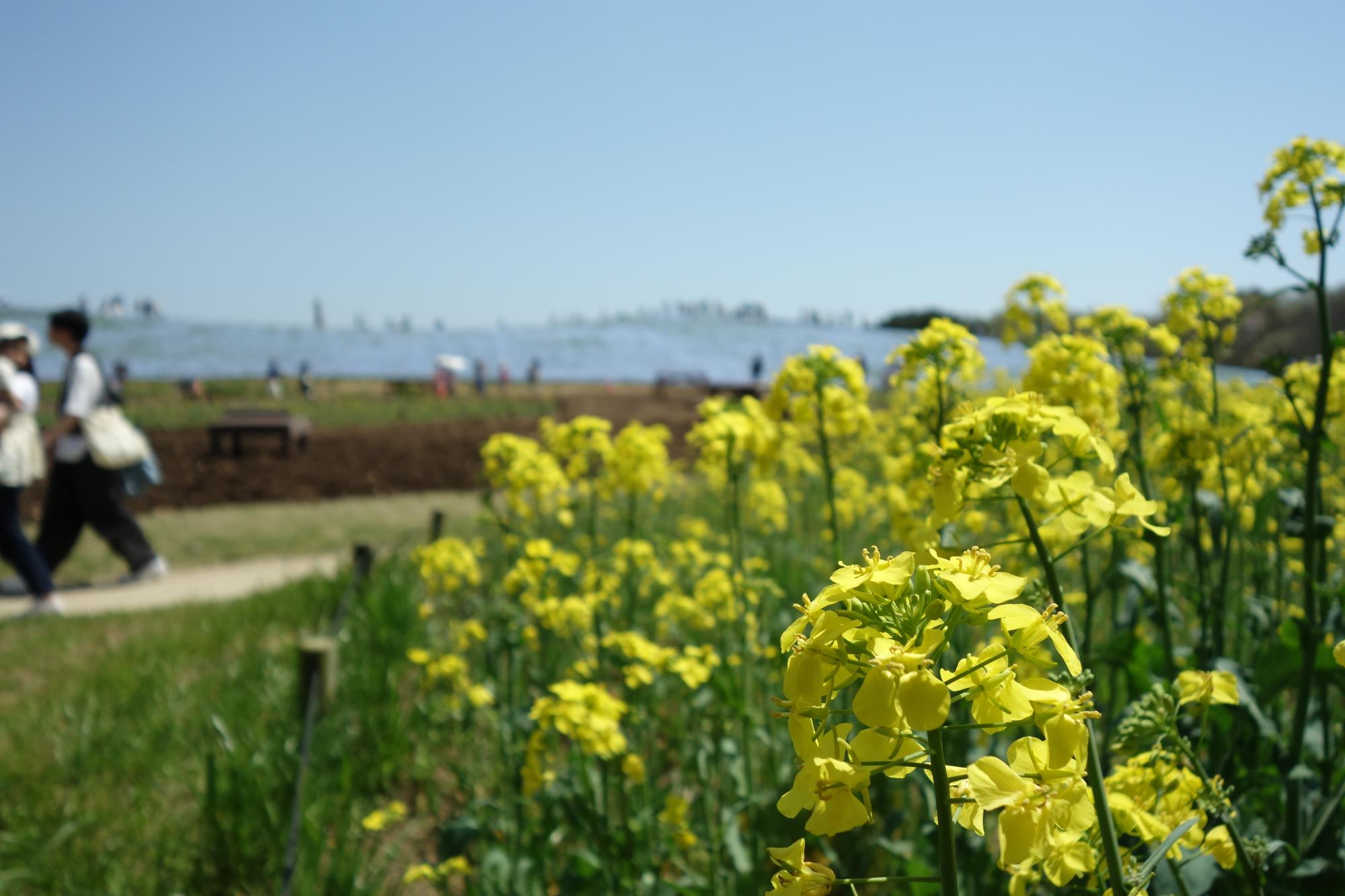 ナノハナとのコラボ