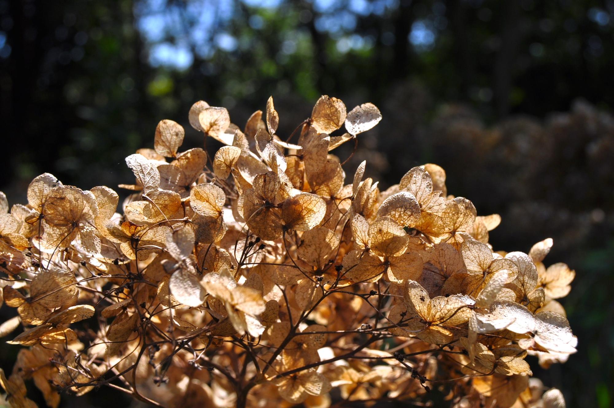 写真提供：国営ひたち海浜公園（2016 年 8 月 31 日撮影）