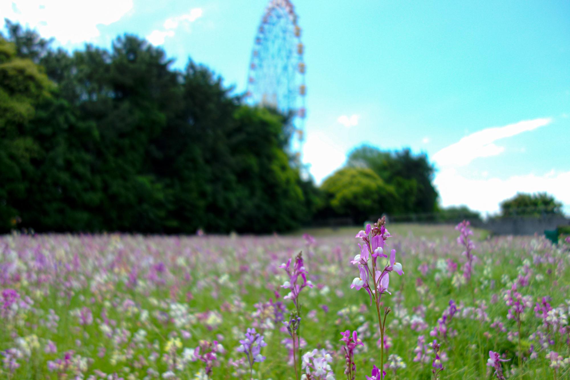（撮影日：2024年5月29日）