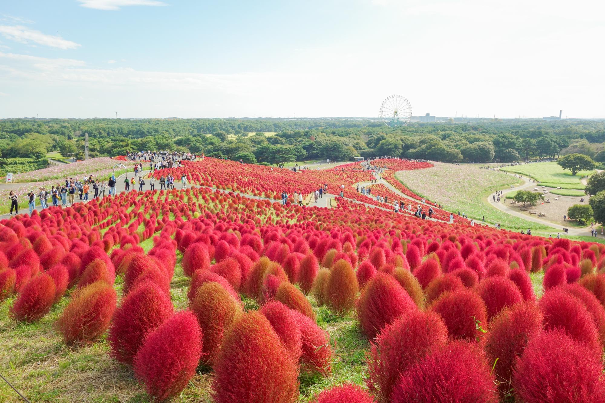 紅葉(2023年10月20日撮影)