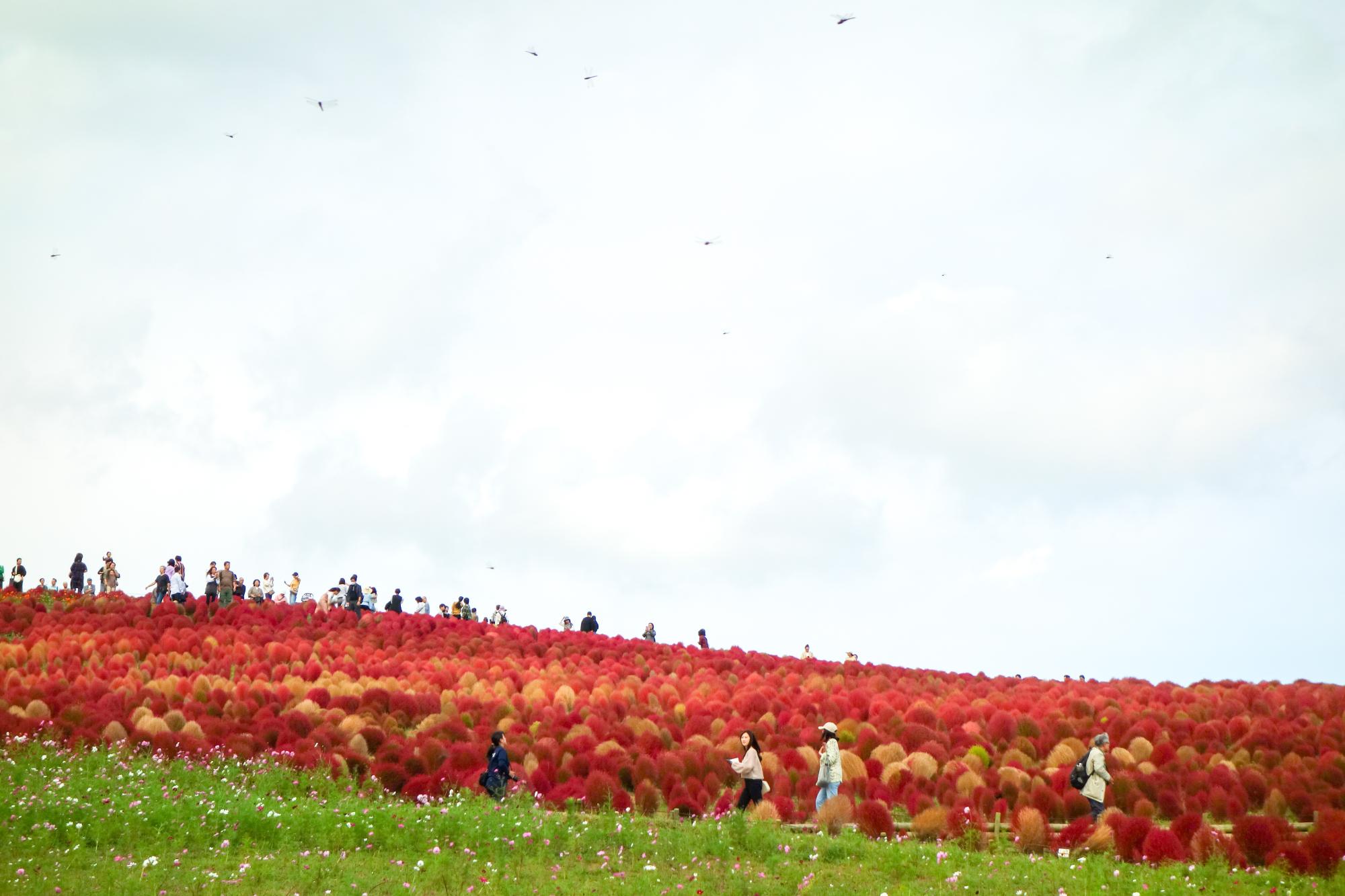 紅葉と黄金色のグラデーション(2023年10月20日撮影)