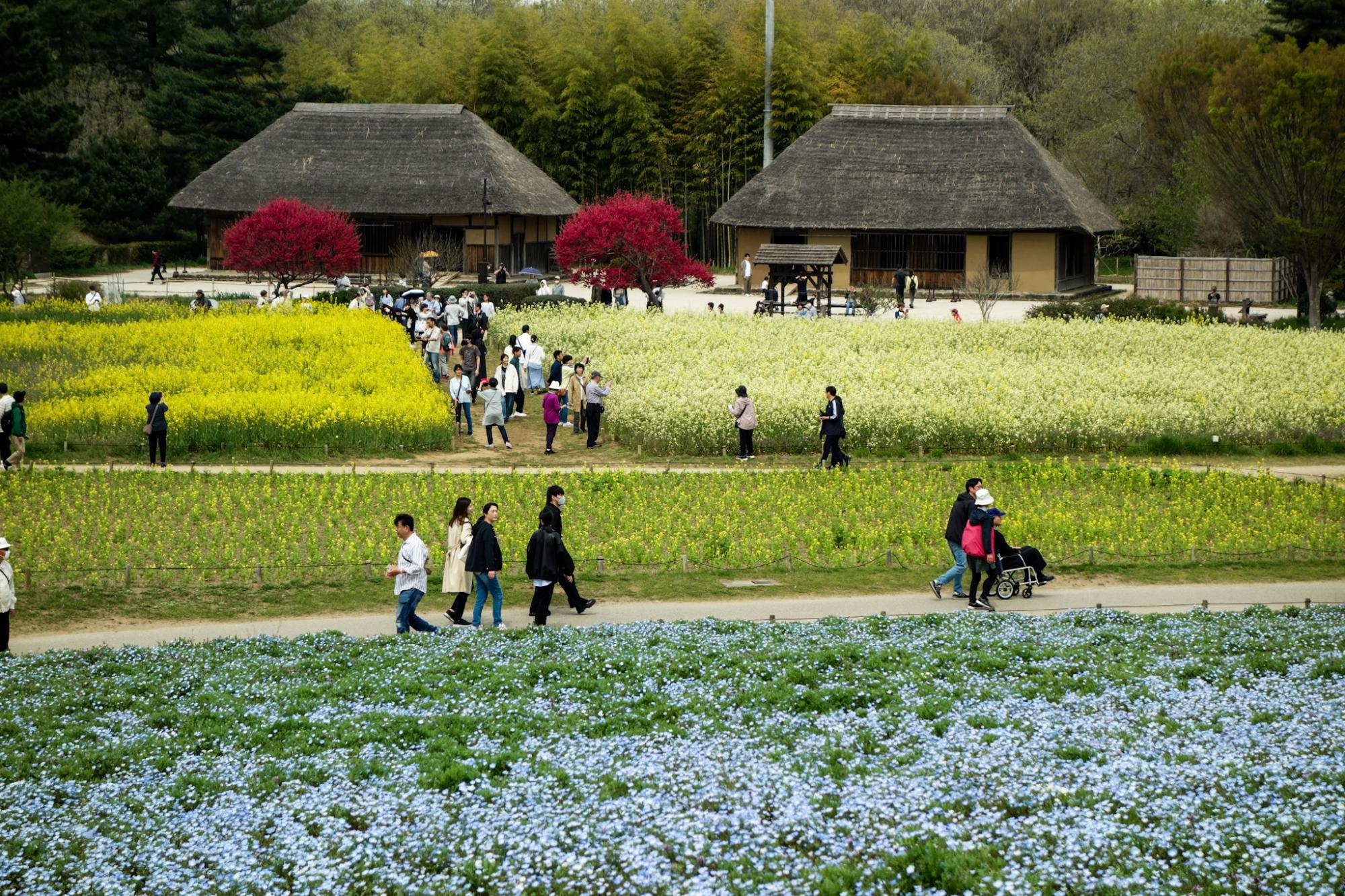 向かって右側がクリーム色の今年初めて植えた品種